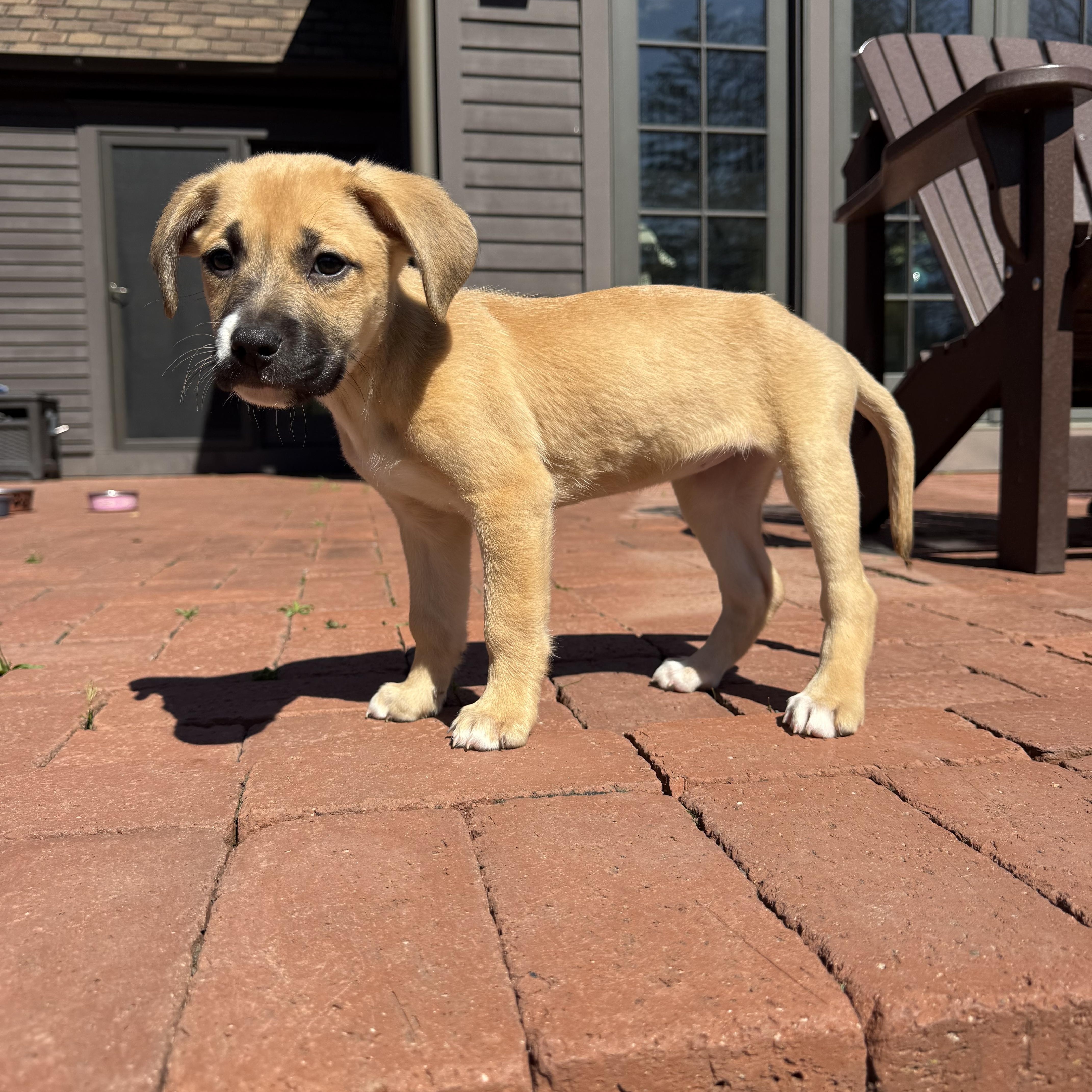 Enlarge Brandy, a ADOPTABLE mixed breed in Randolph, NJ image 3/6