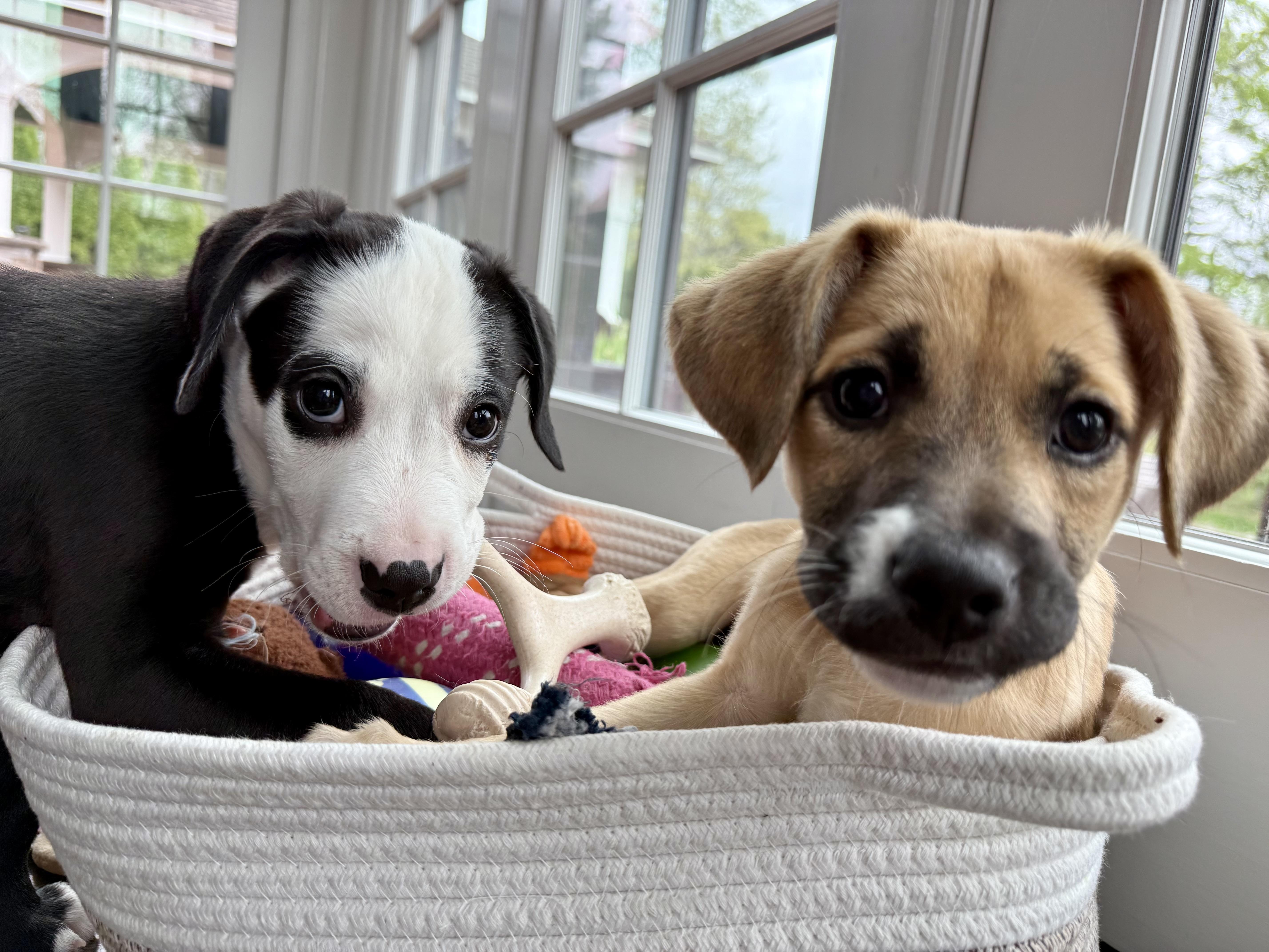 Enlarge Sweet Girl Brandy!, a ADOPTABLE mixed breed in Randolph, NJ image 5/6