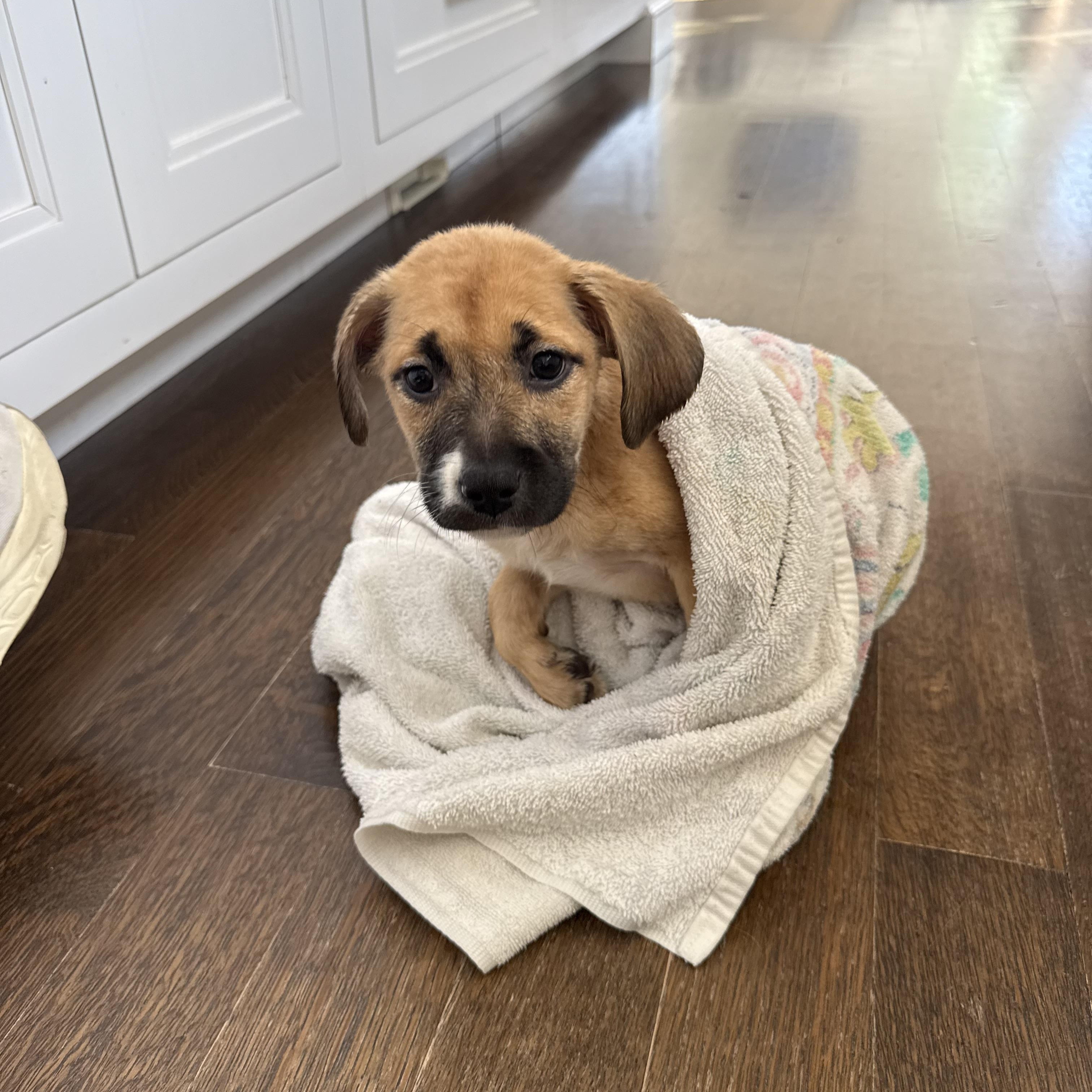 Enlarge Brandy, a ADOPTABLE mixed breed in Randolph, NJ image 5/6