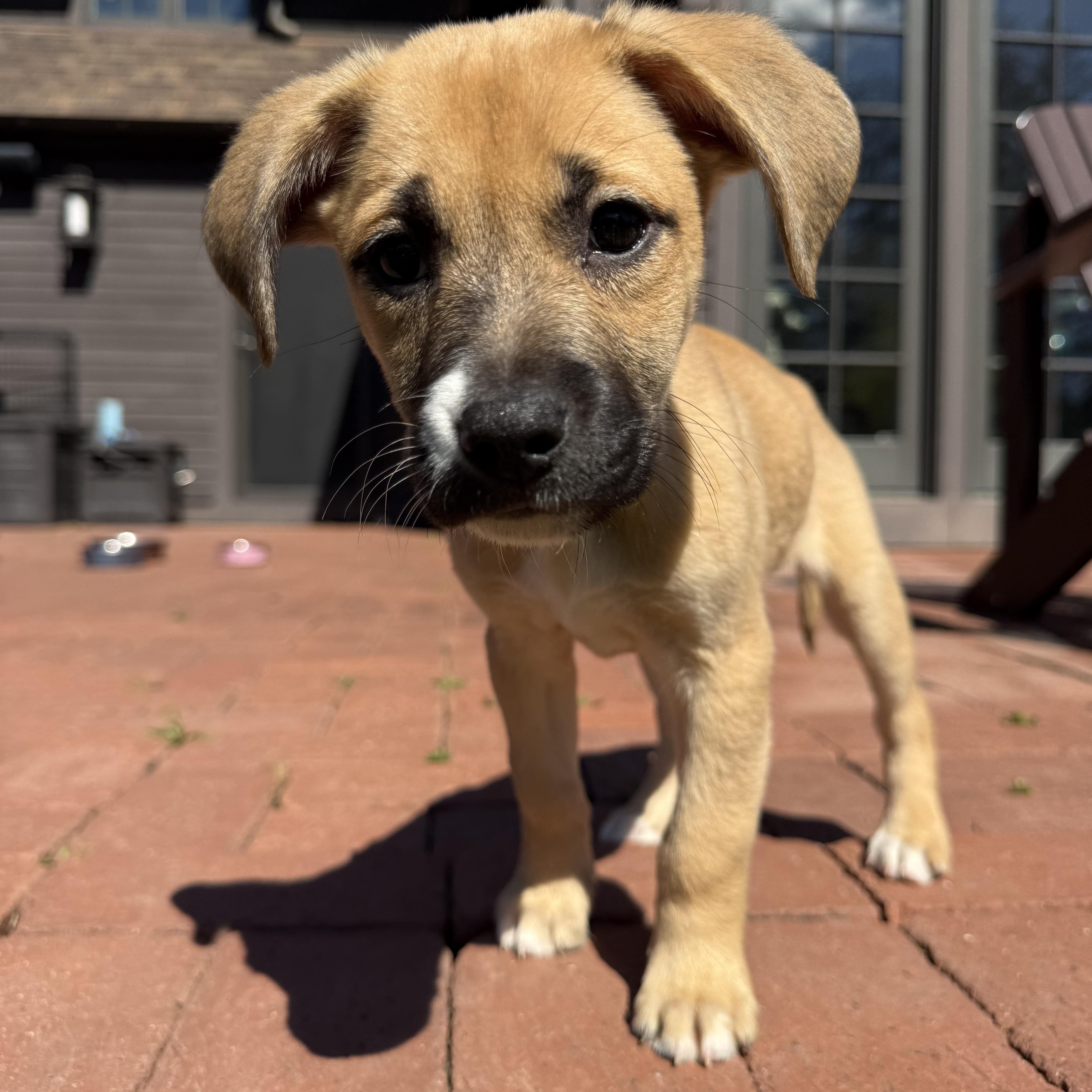 Enlarge Brandy, a ADOPTABLE mixed breed in Randolph, NJ image 4/6