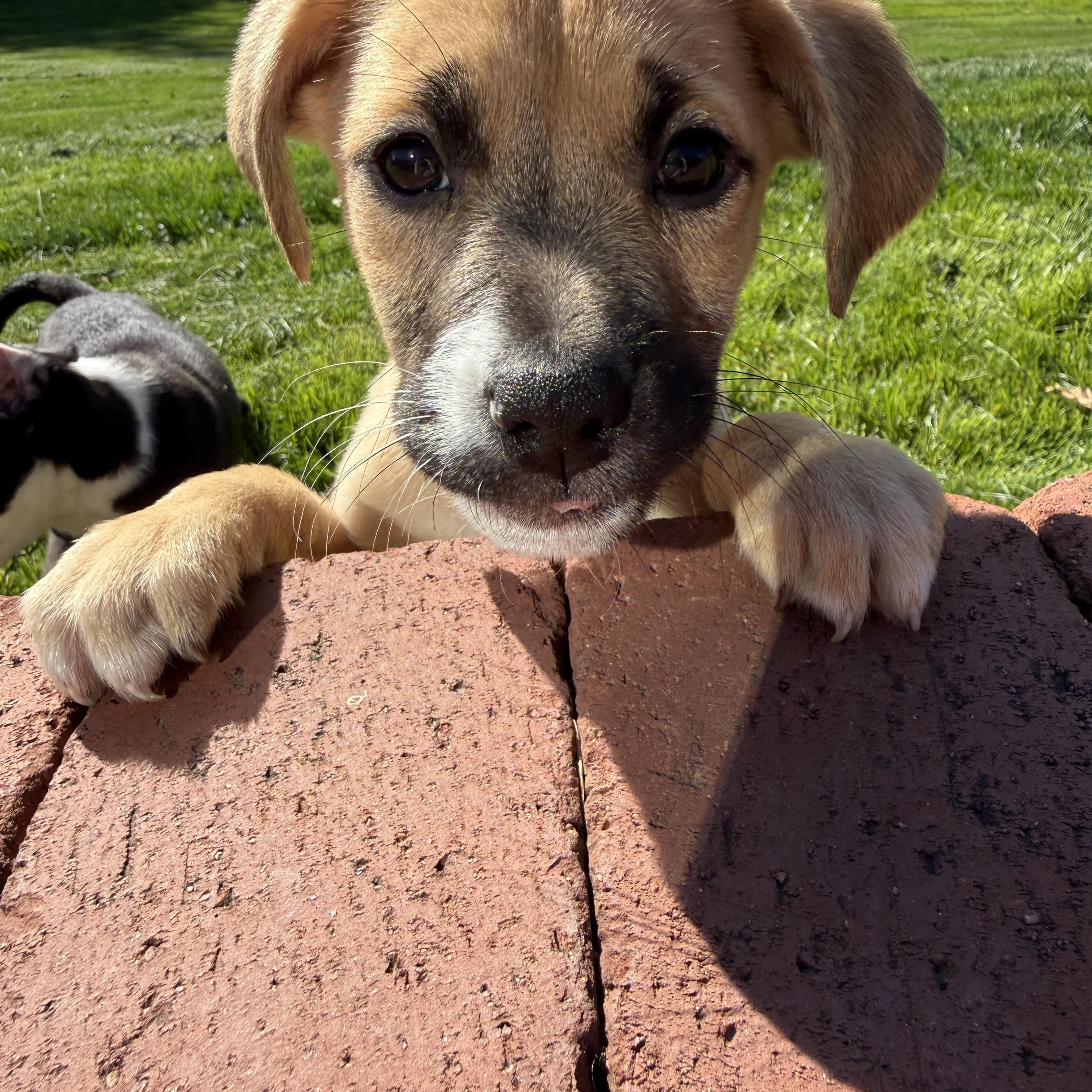 Enlarge Brandy, a ADOPTABLE mixed breed in Randolph, NJ image 2/6