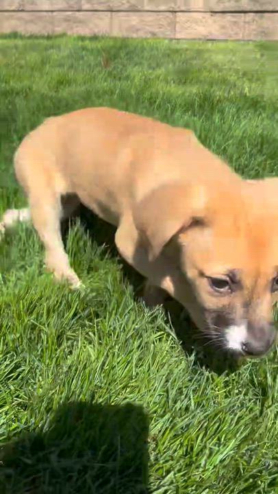 Enlarge Brandy, a ADOPTABLE mixed breed in Randolph, NJ video 6/6