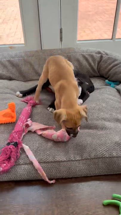 Enlarge Sweet Girl Brandy!, a ADOPTABLE mixed breed in Randolph, NJ video 6/6