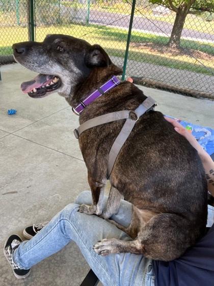 Enlarge Diva, a Adoptable mixed breed in Shawano, WI image 2/3