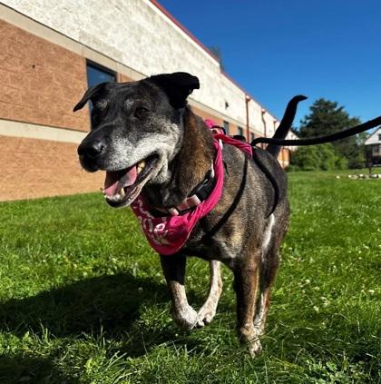 Enlarge Diva, a Adoptable mixed breed in Shawano, WI image 3/3