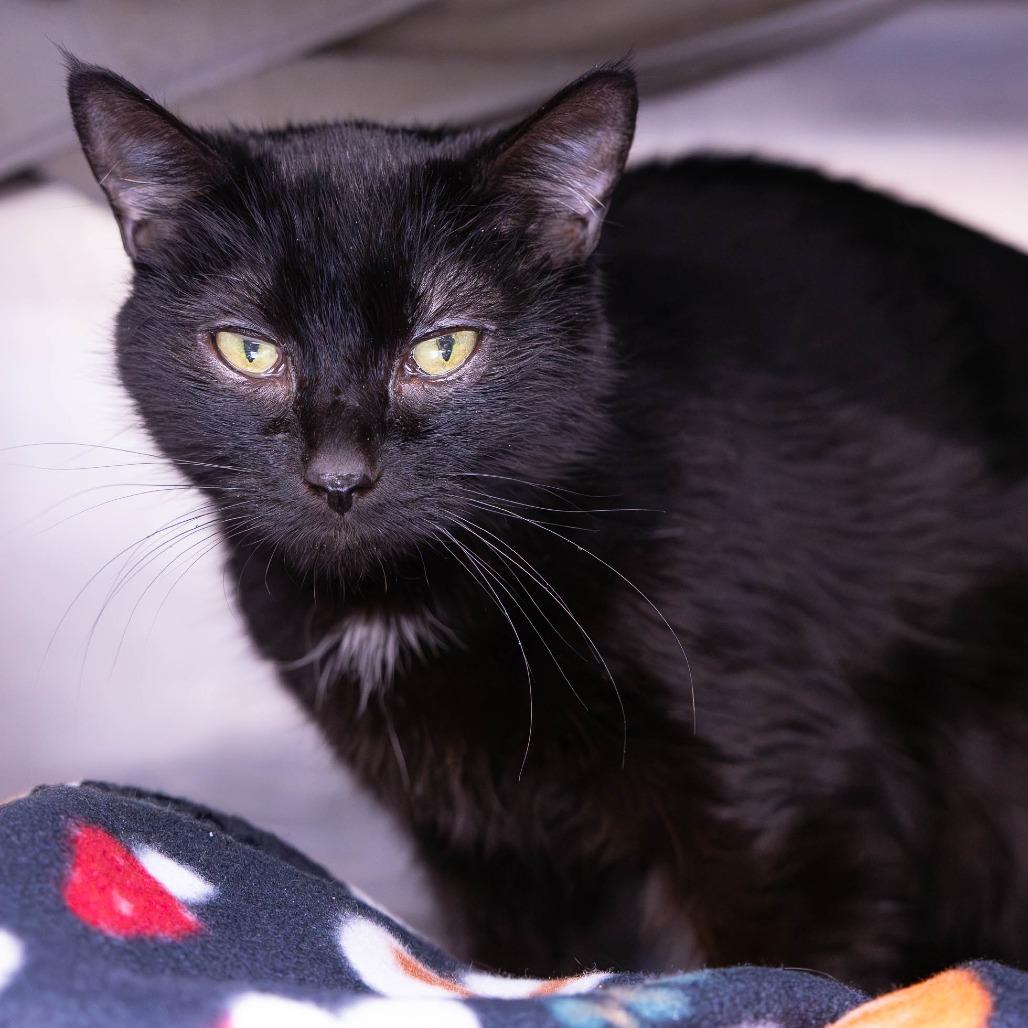 Enlarge Shelia, a Adoptable Domestic Short Hair in Mentor, OH image 1/4