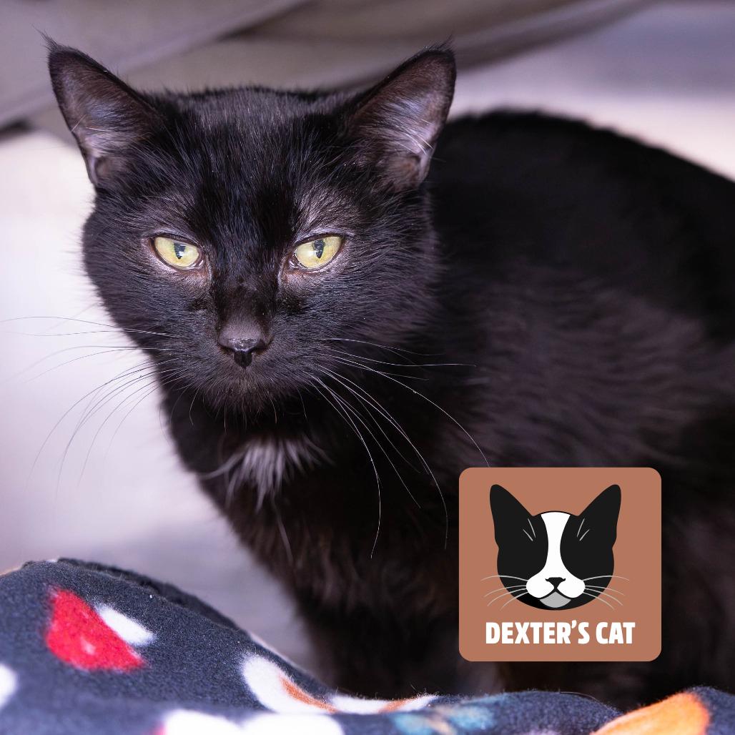 Enlarge Shelia, a Adoptable Domestic Short Hair in Mentor, OH image 3/4