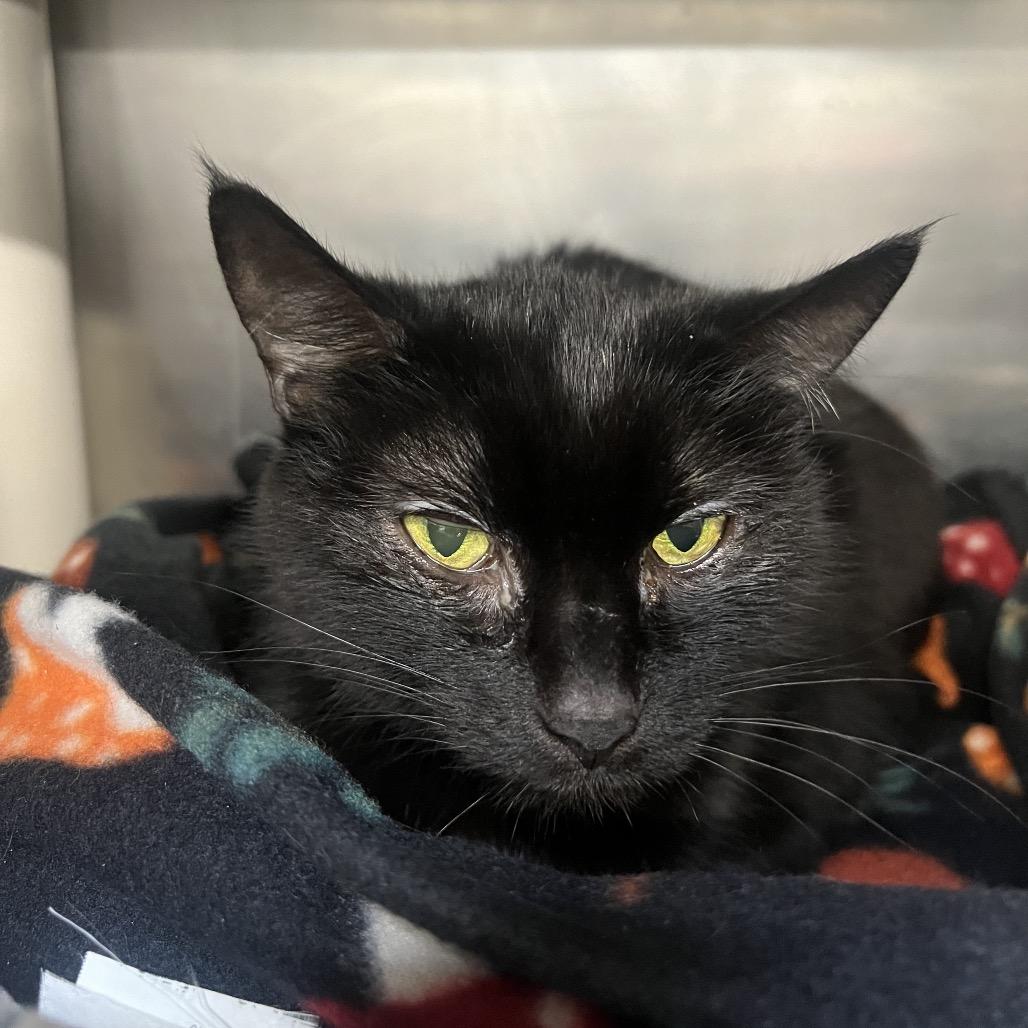 Enlarge Shelia, a Adoptable Domestic Short Hair in Mentor, OH image 4/4