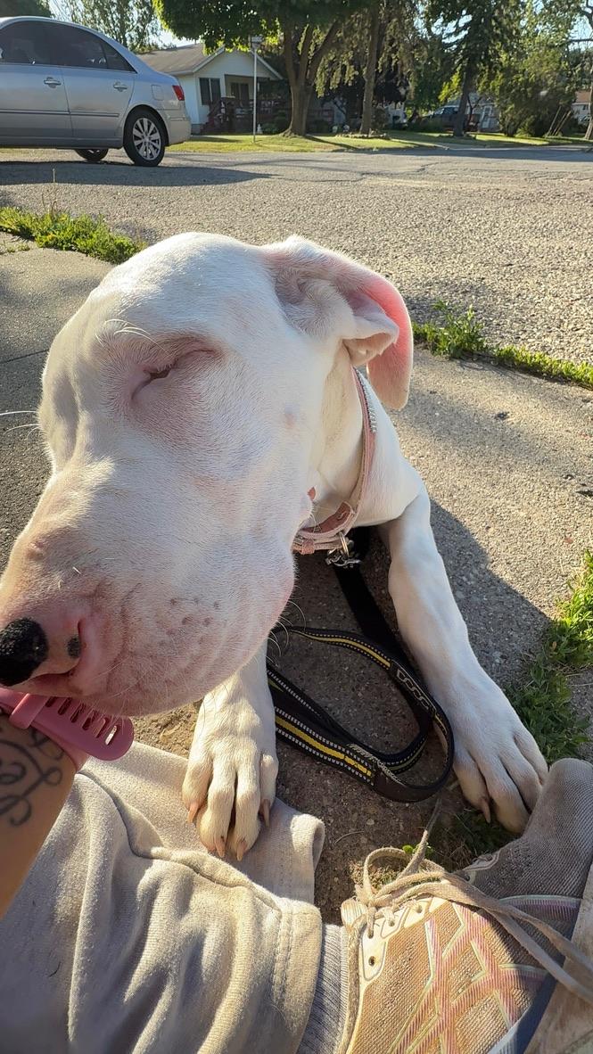 Channel, a ADOPTABLE Great Dane in Alma, MI image 5/5