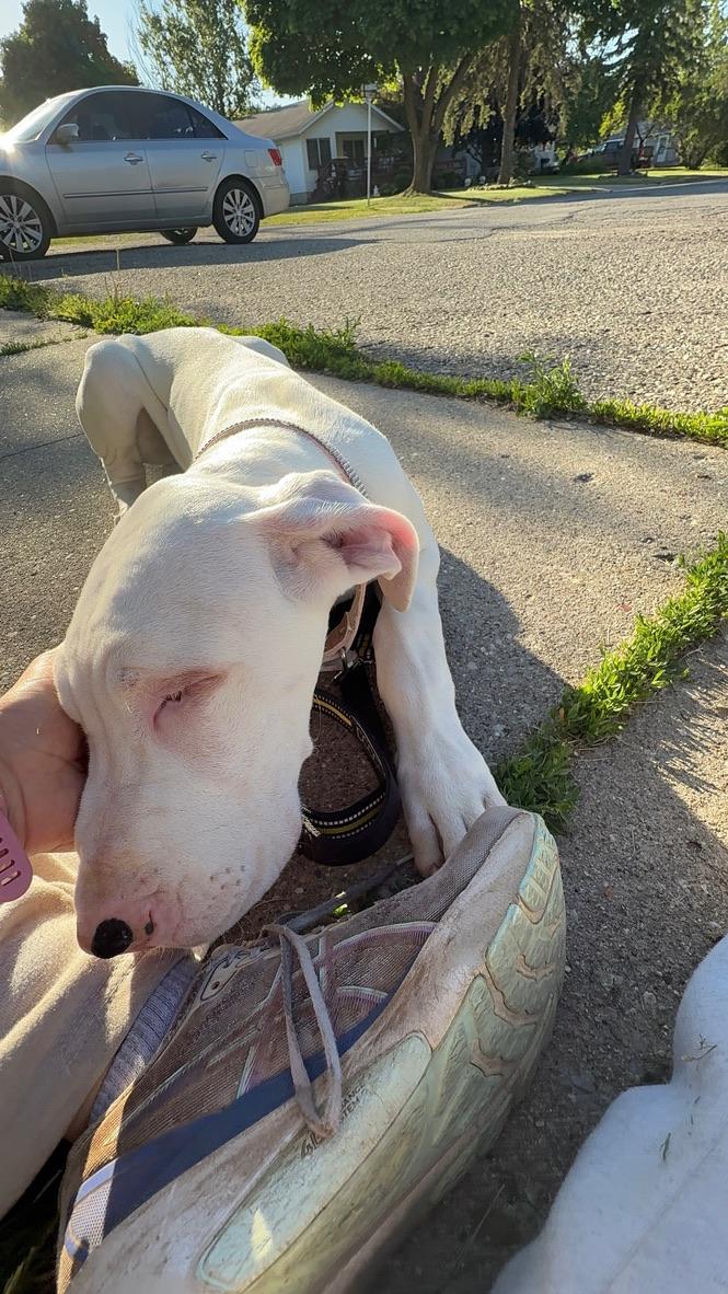 Channel, a ADOPTABLE Great Dane in Alma, MI image 2/5