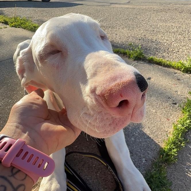 Channel, a ADOPTABLE Great Dane in Alma, MI image 1/5