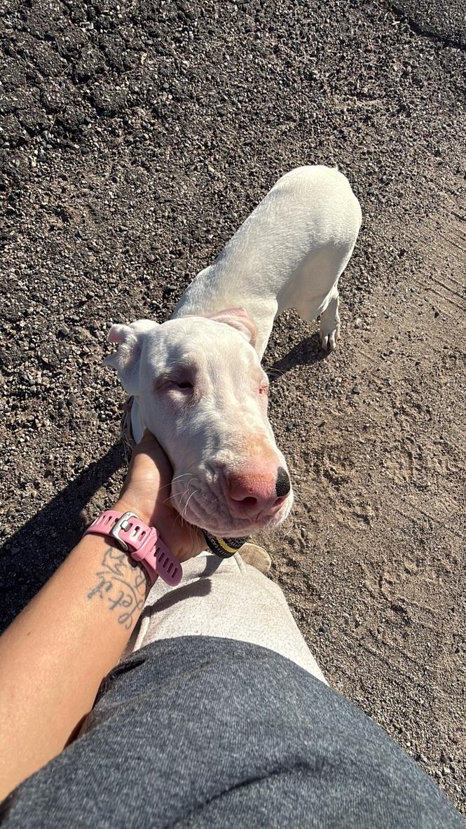 Channel, a ADOPTABLE Great Dane in Alma, MI image 4/5