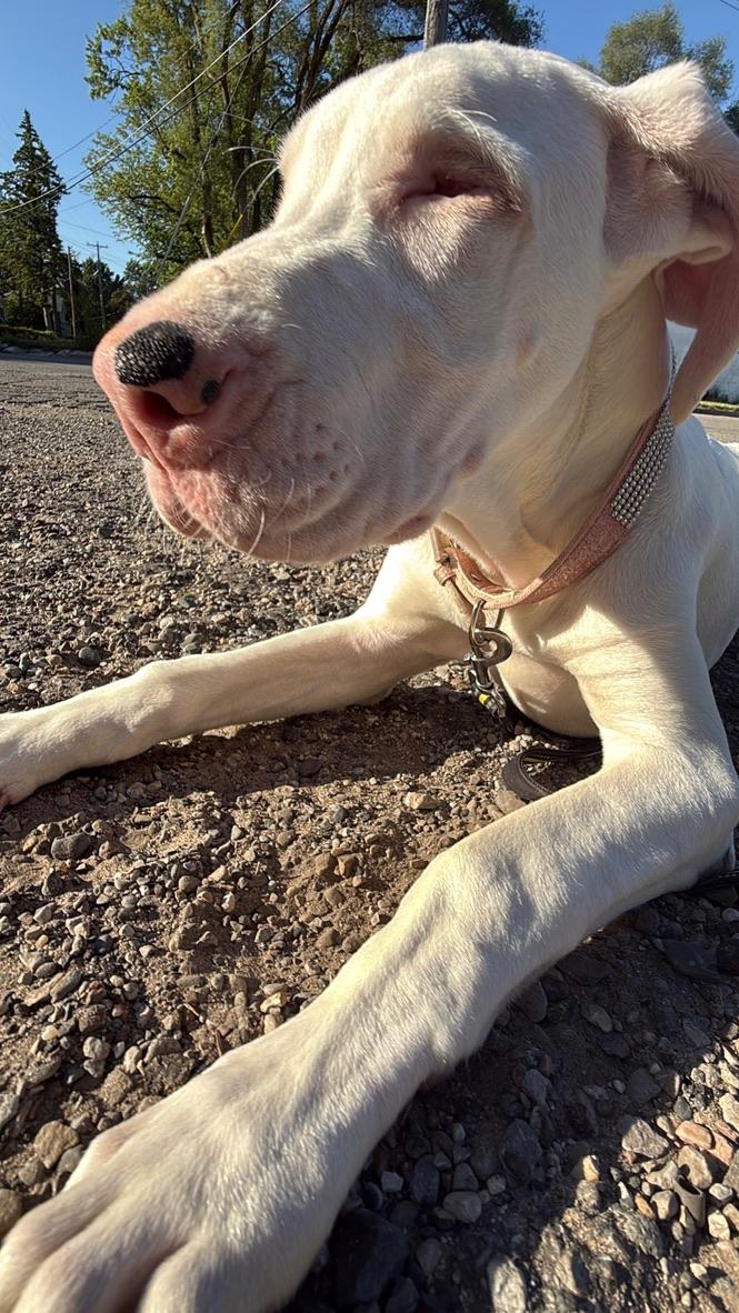 Channel, a ADOPTABLE Great Dane in Alma, MI image 3/5