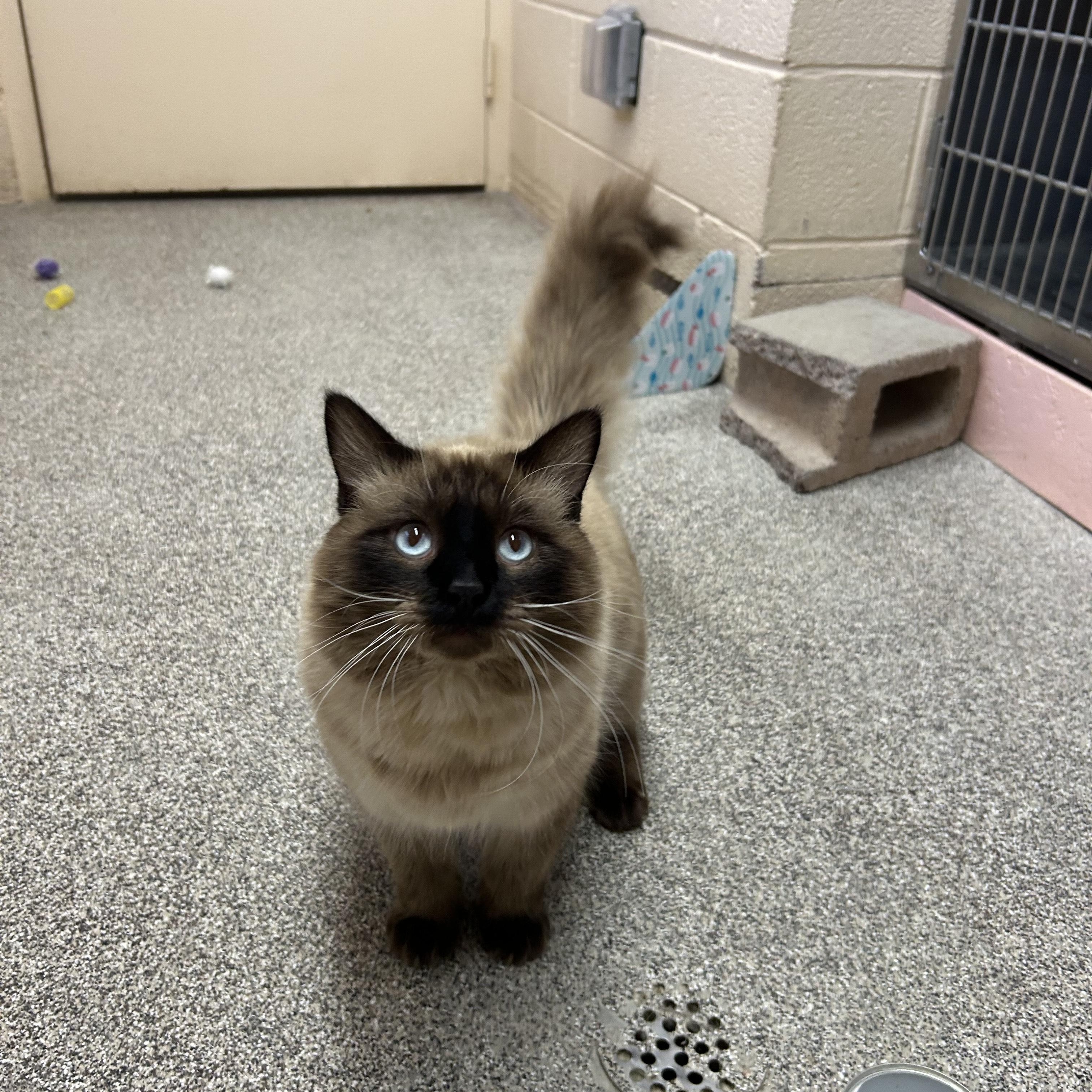 Enlarge STINKY, an adopted Siamese in Washington, UT image 1/2