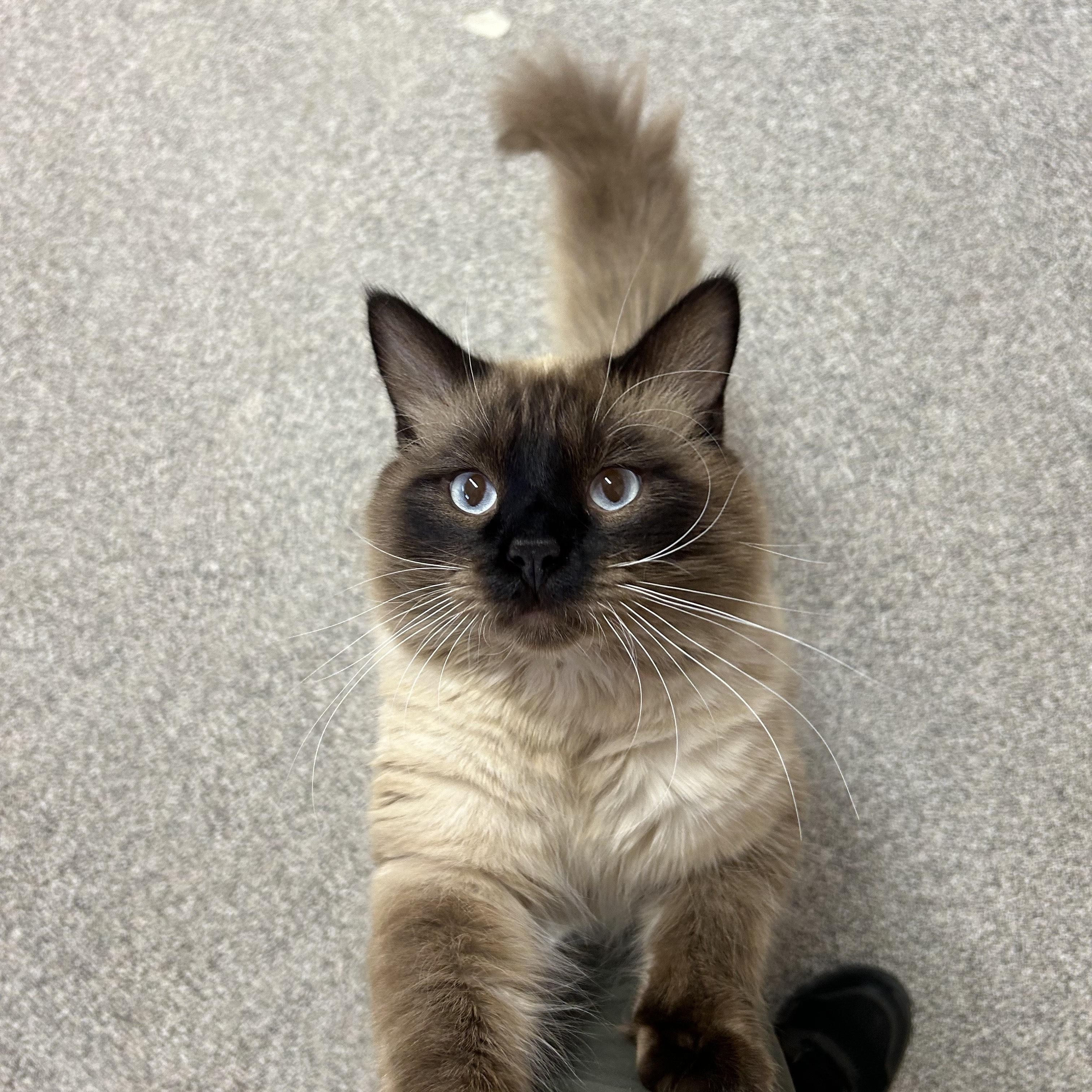 Enlarge STINKY, an adopted Siamese in Washington, UT image 2/2