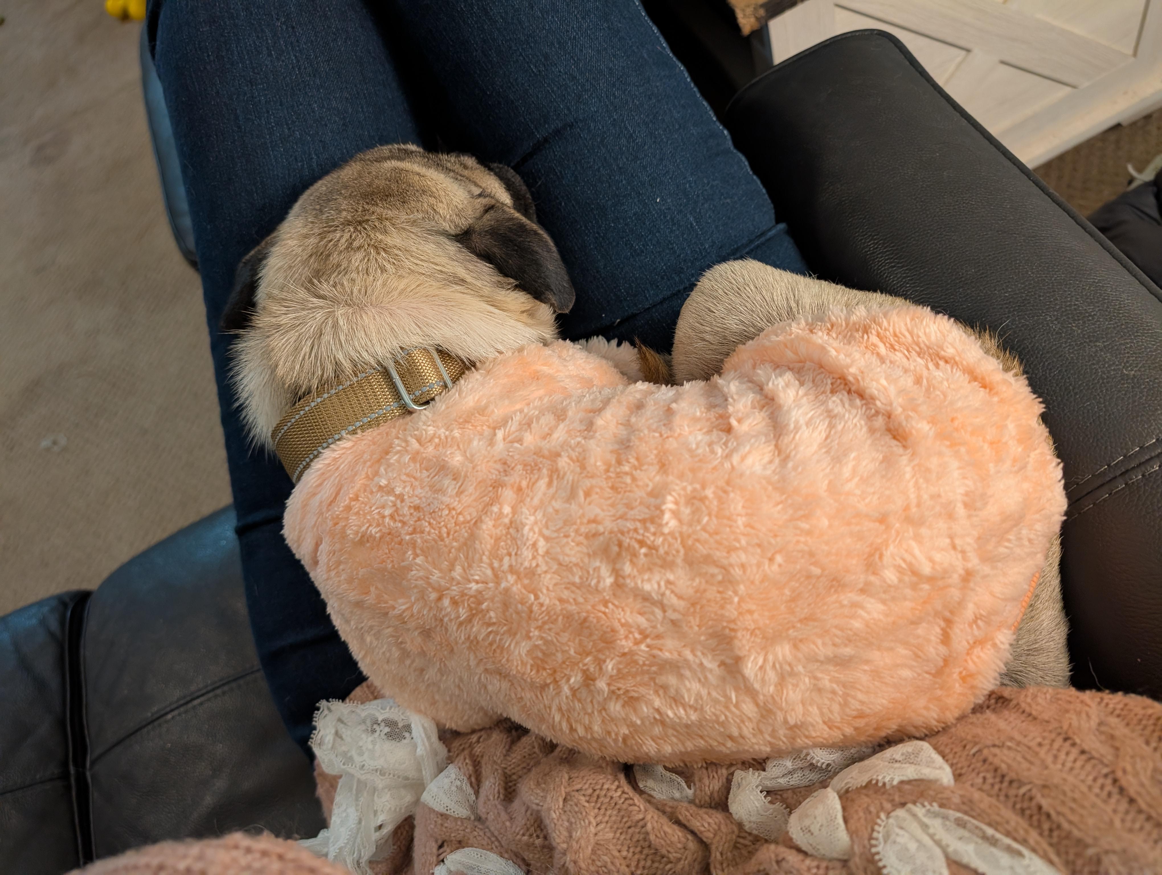 Enlarge Donna, an adopted Pug in Bloomsburg, PA image 3/6