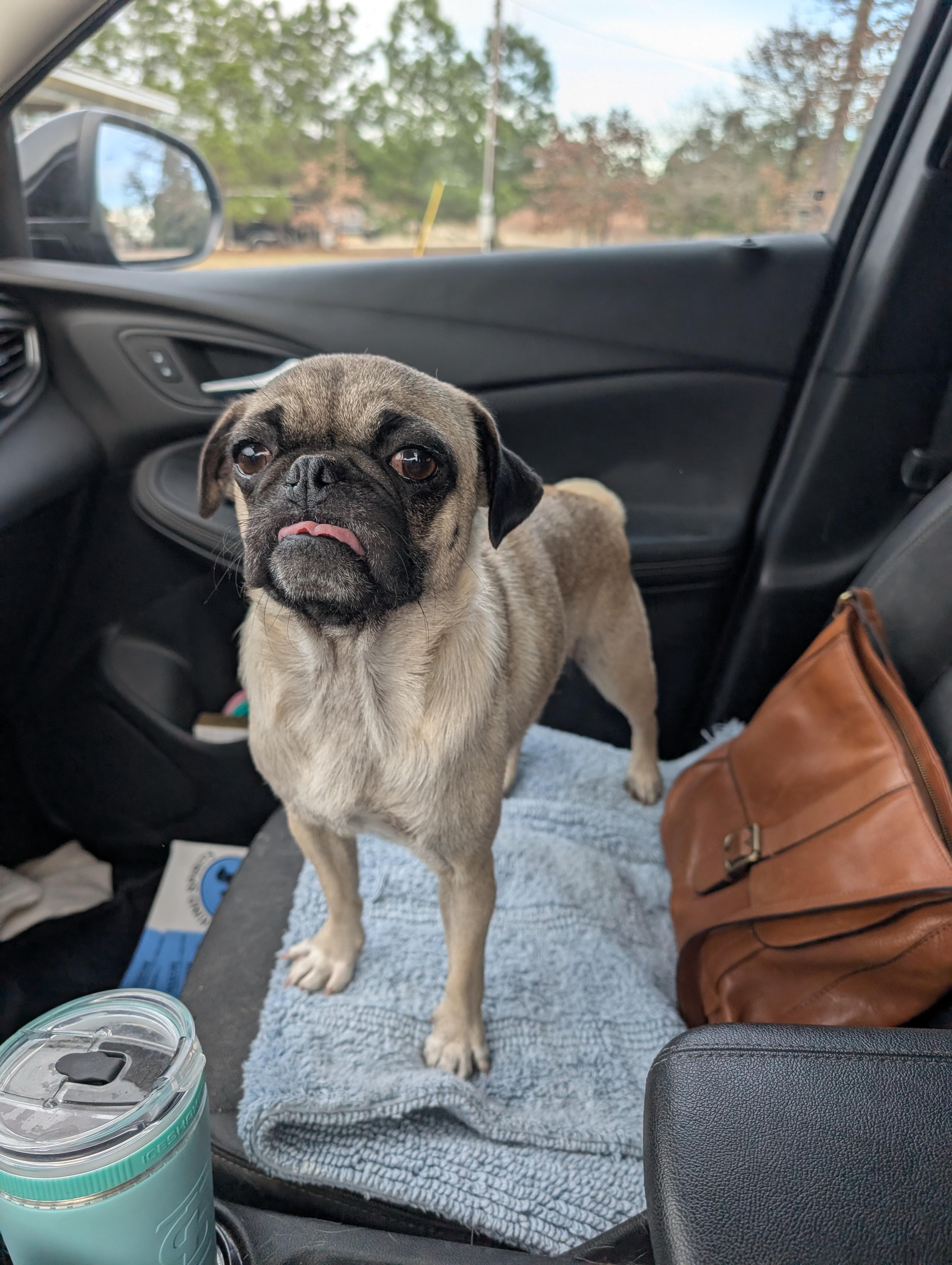 Enlarge Donna, an adopted Pug in Bloomsburg, PA image 2/6