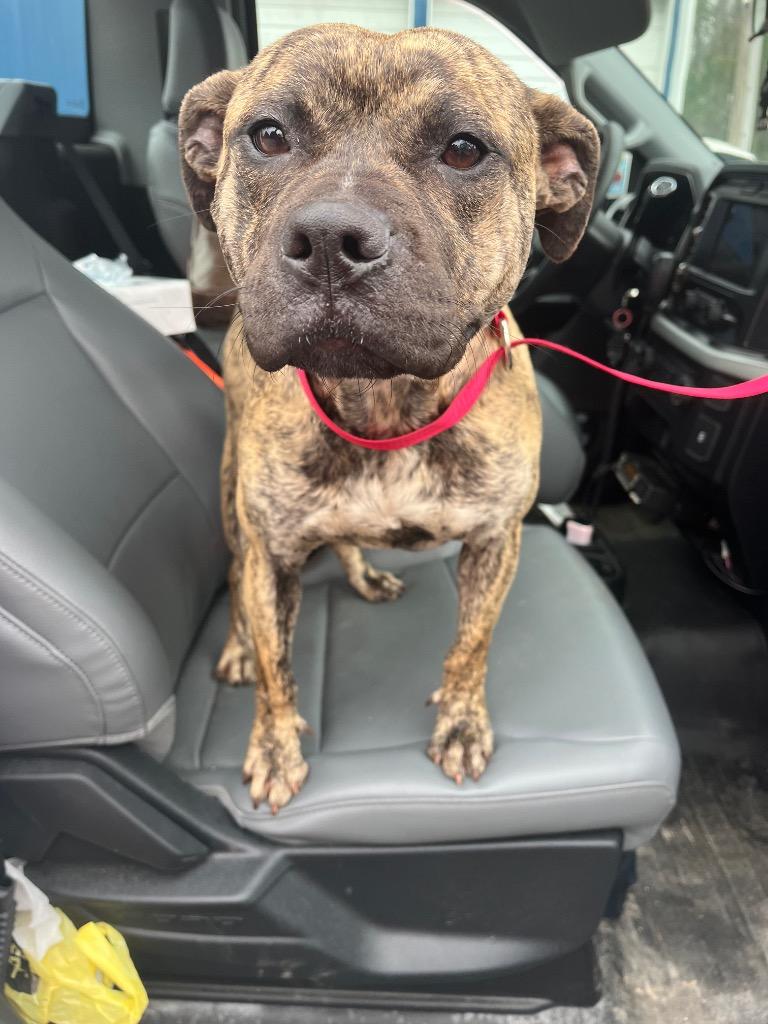 Enlarge Fancy, a Adoptable mixed breed in Winnsboro, SC image 2/2