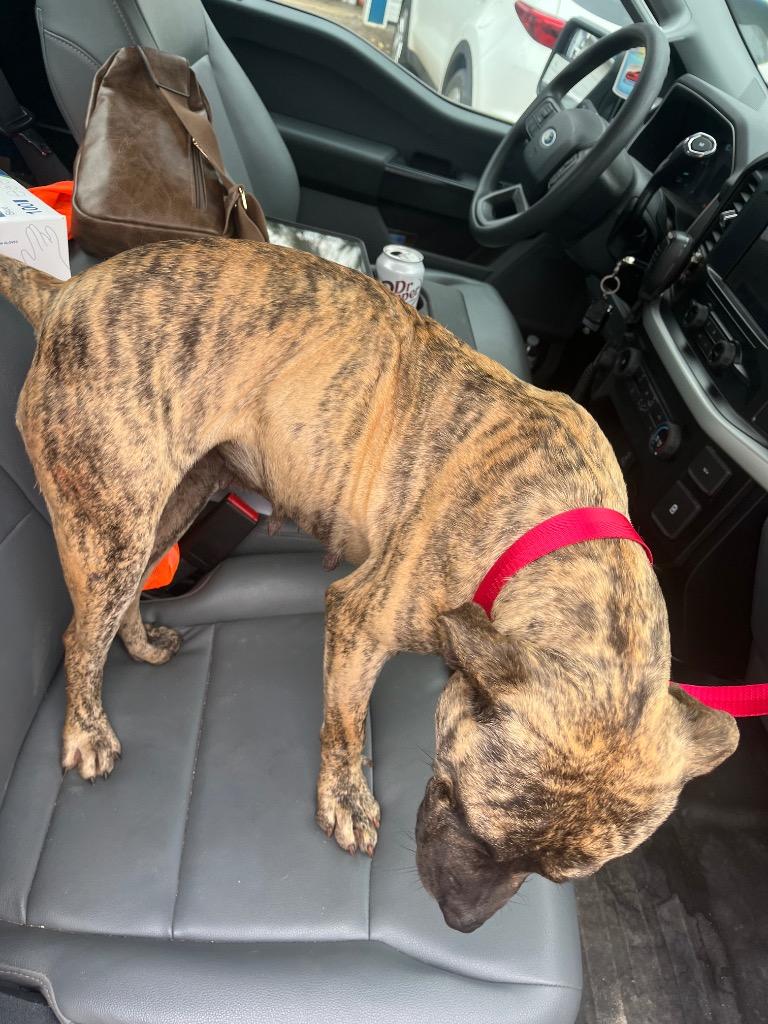 Fancy, Adoptable, Adult Female Terrier.