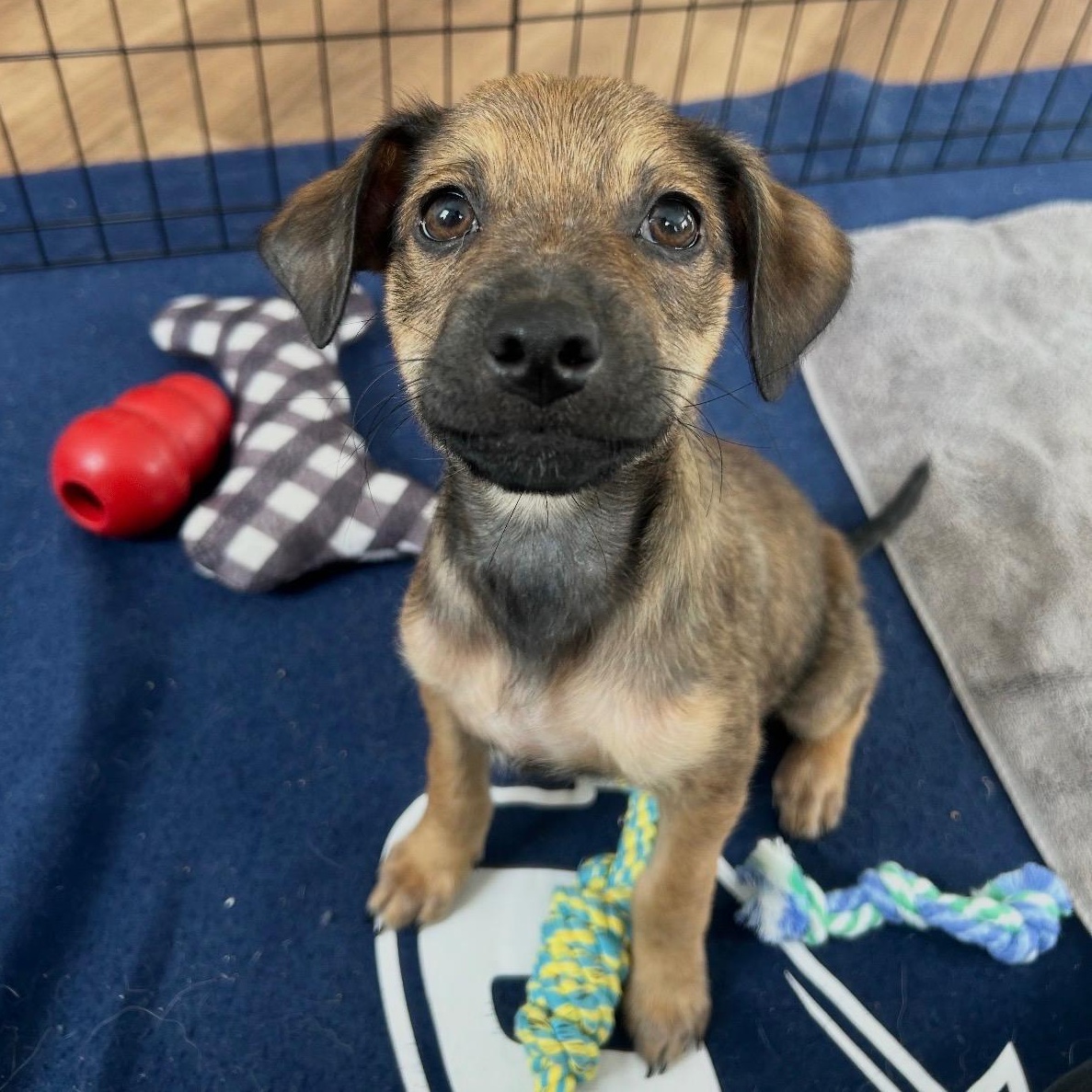 Enlarge Ringo - The Brave Rock Star, a Adoptable mixed breed in New York, NY image 1/3