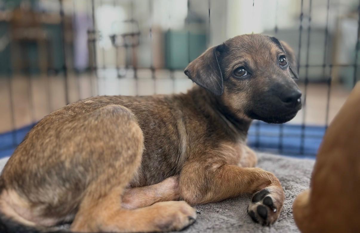 Enlarge Ringo - The Brave Rock Star, a Adoptable mixed breed in New York, NY image 3/3