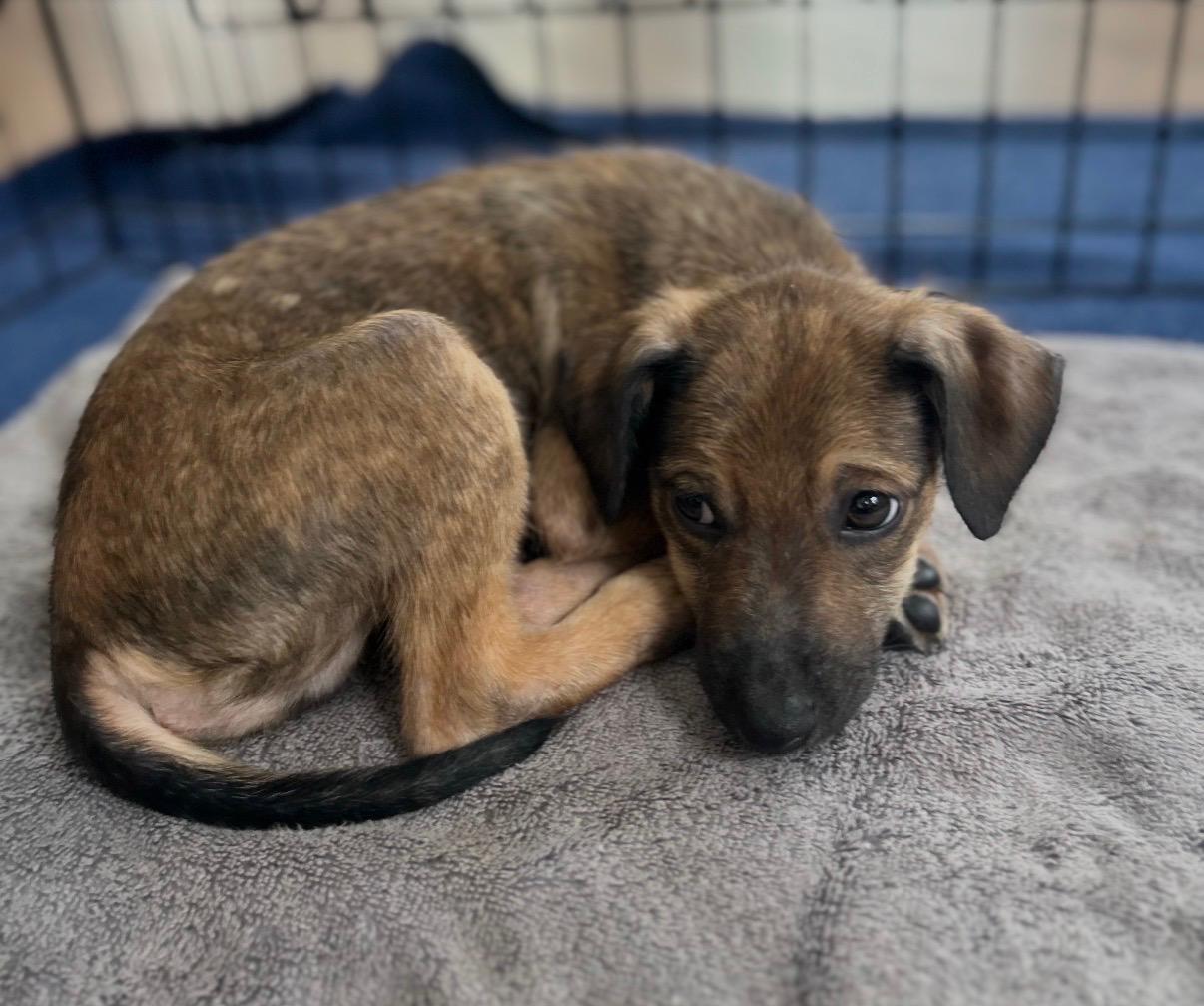 Enlarge Ringo - The Brave Rock Star, a Adoptable mixed breed in New York, NY image 2/3