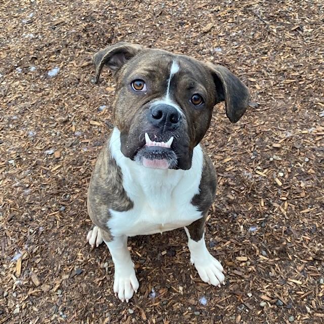 TZATZIKI, Adoptable, Young Female American Bulldog & Mixed Breed.
