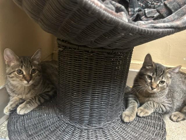 Enlarge Gilligan and Skipper, a ADOPTABLE Domestic Short Hair in Chicago, IL image 2/6