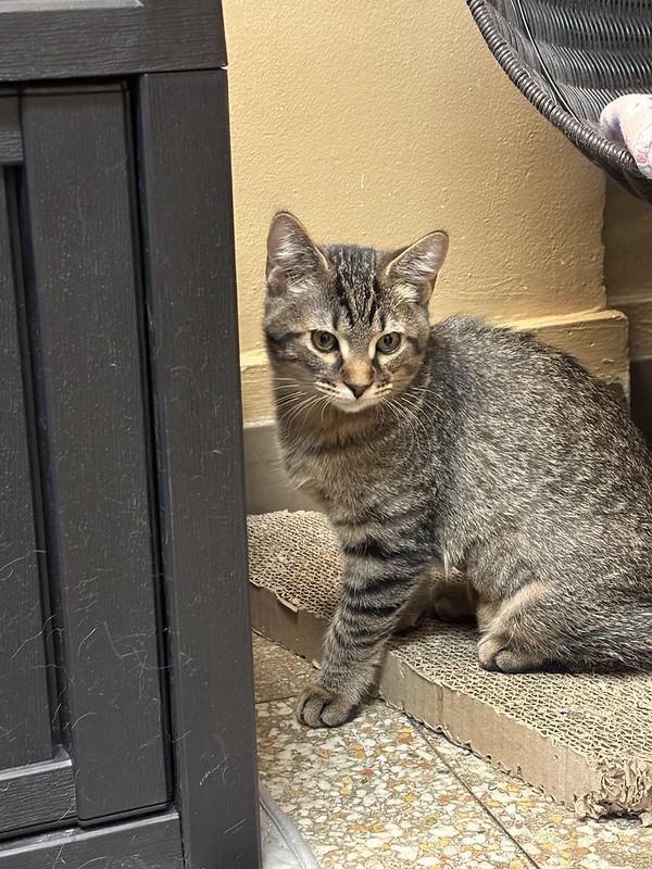 Enlarge Gilligan and Skipper, a ADOPTABLE Domestic Short Hair in Chicago, IL image 3/6
