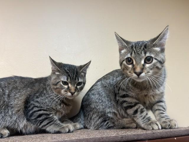 Gilligan and Skipper, ADOPTABLE, Kitten Female Domestic Short Hair.