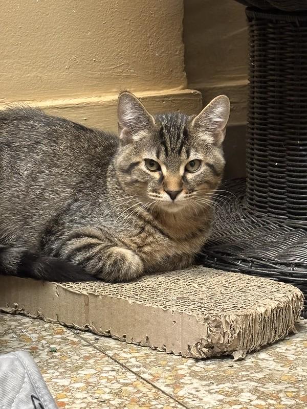 Enlarge Gilligan and Skipper, a ADOPTABLE Domestic Short Hair in Chicago, IL image 5/6
