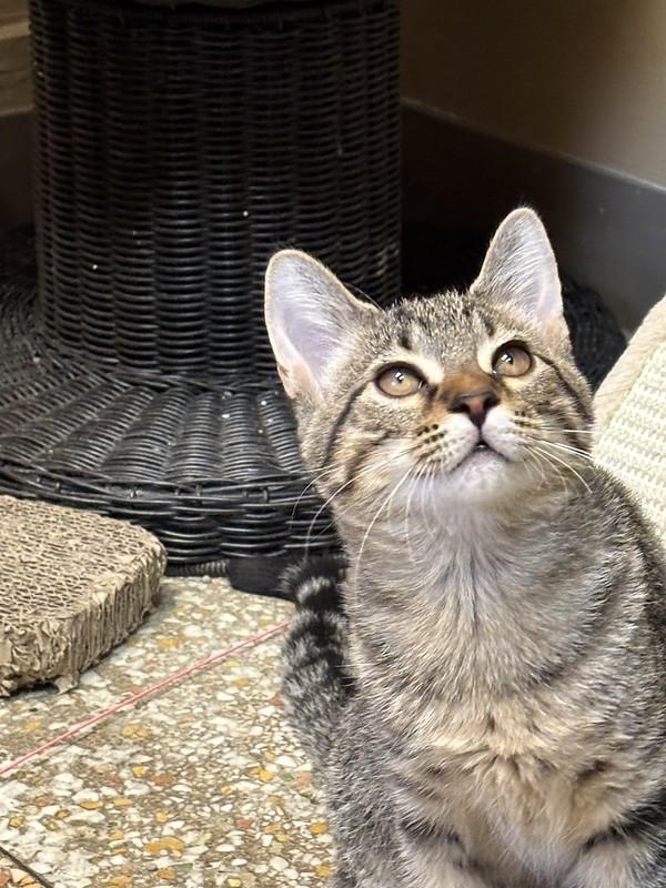 Enlarge Gilligan and Skipper, a ADOPTABLE Domestic Short Hair in Chicago, IL image 6/6