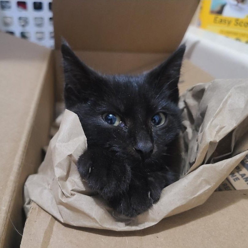 Enlarge Damien Bambino, a Adoptable Domestic Short Hair in Barron, WI image 2/2