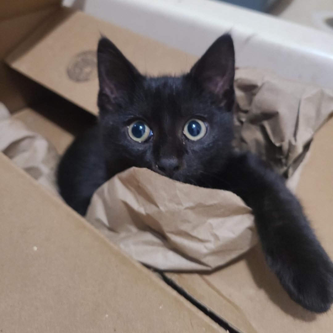 Damien Bambino, Adoptable, Kitten Male Domestic Short Hair.