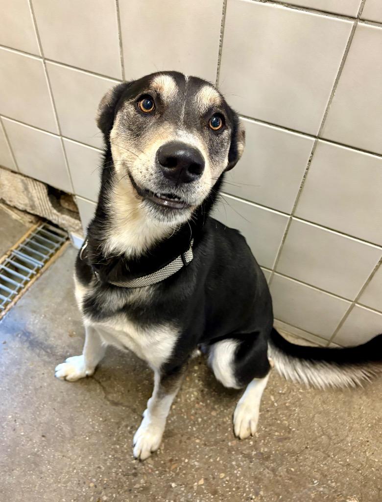 Teddy, Adoptable, Young Male Husky & Mixed Breed.
