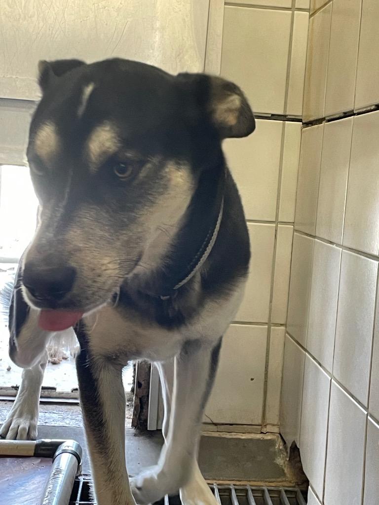 Teddy, a Adoptable mixed breed in Rock Springs, WY image 3/3