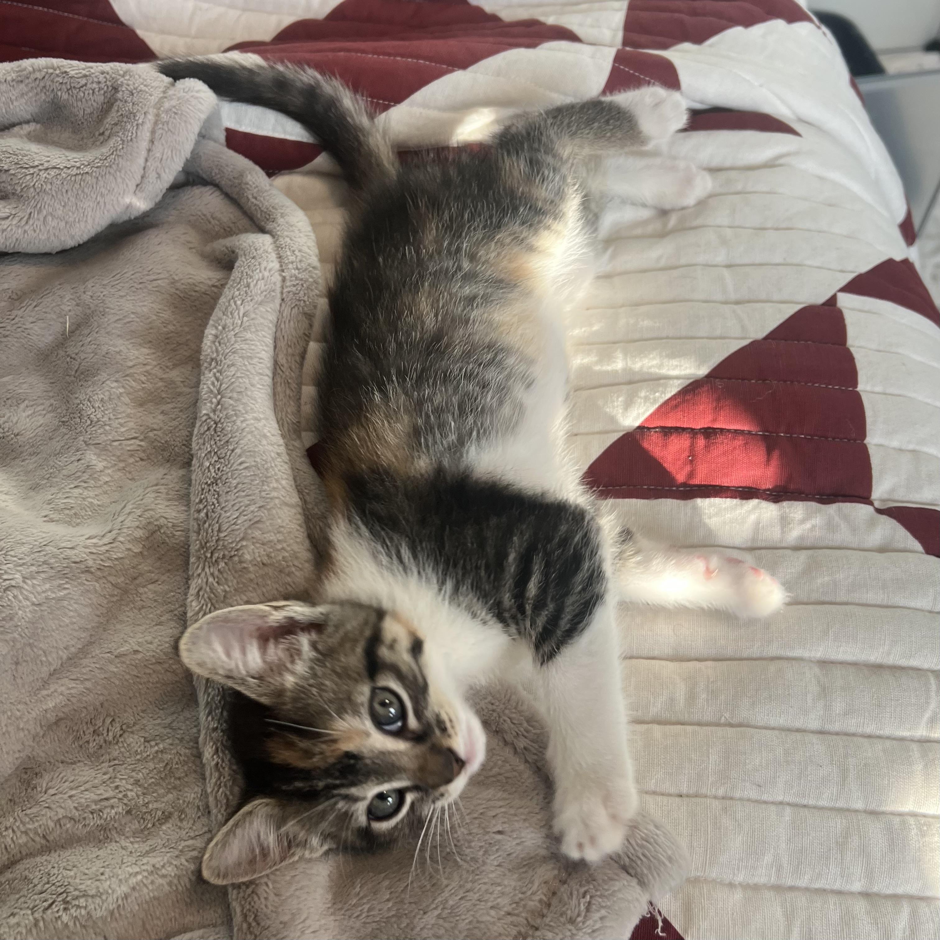 Enlarge Rachel, an adopted Dilute Calico in Bentonville, AR image 1/2