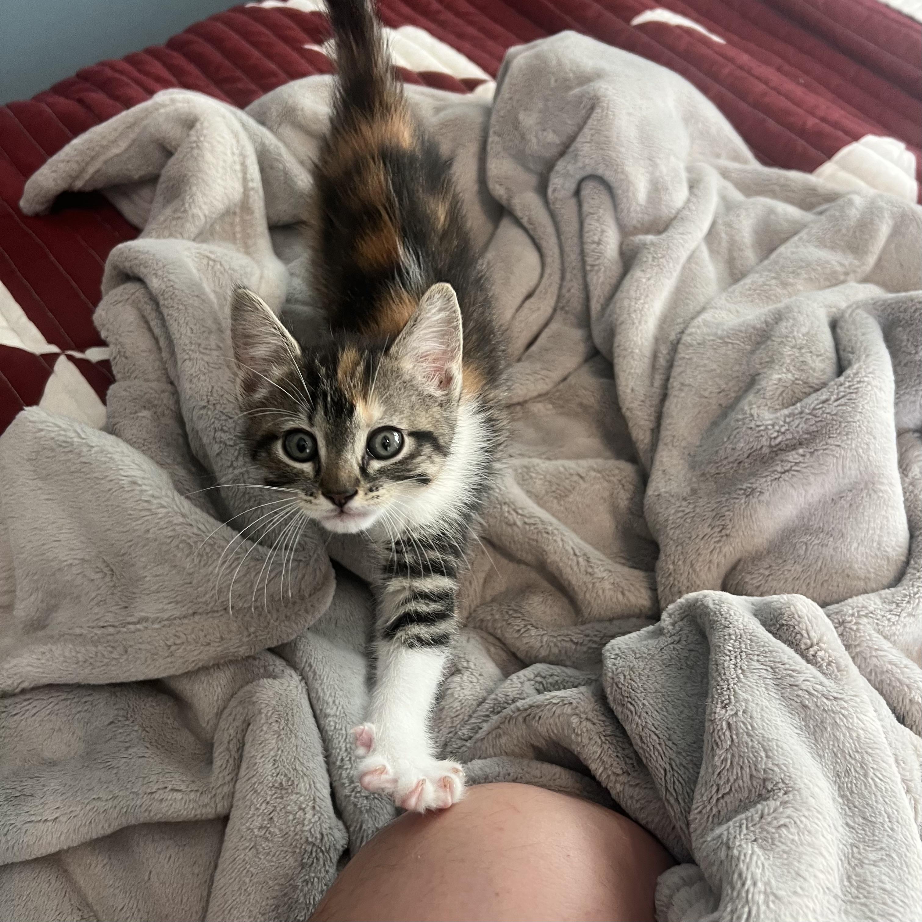 Enlarge Rachel, an adopted Dilute Calico in Bentonville, AR image 2/2