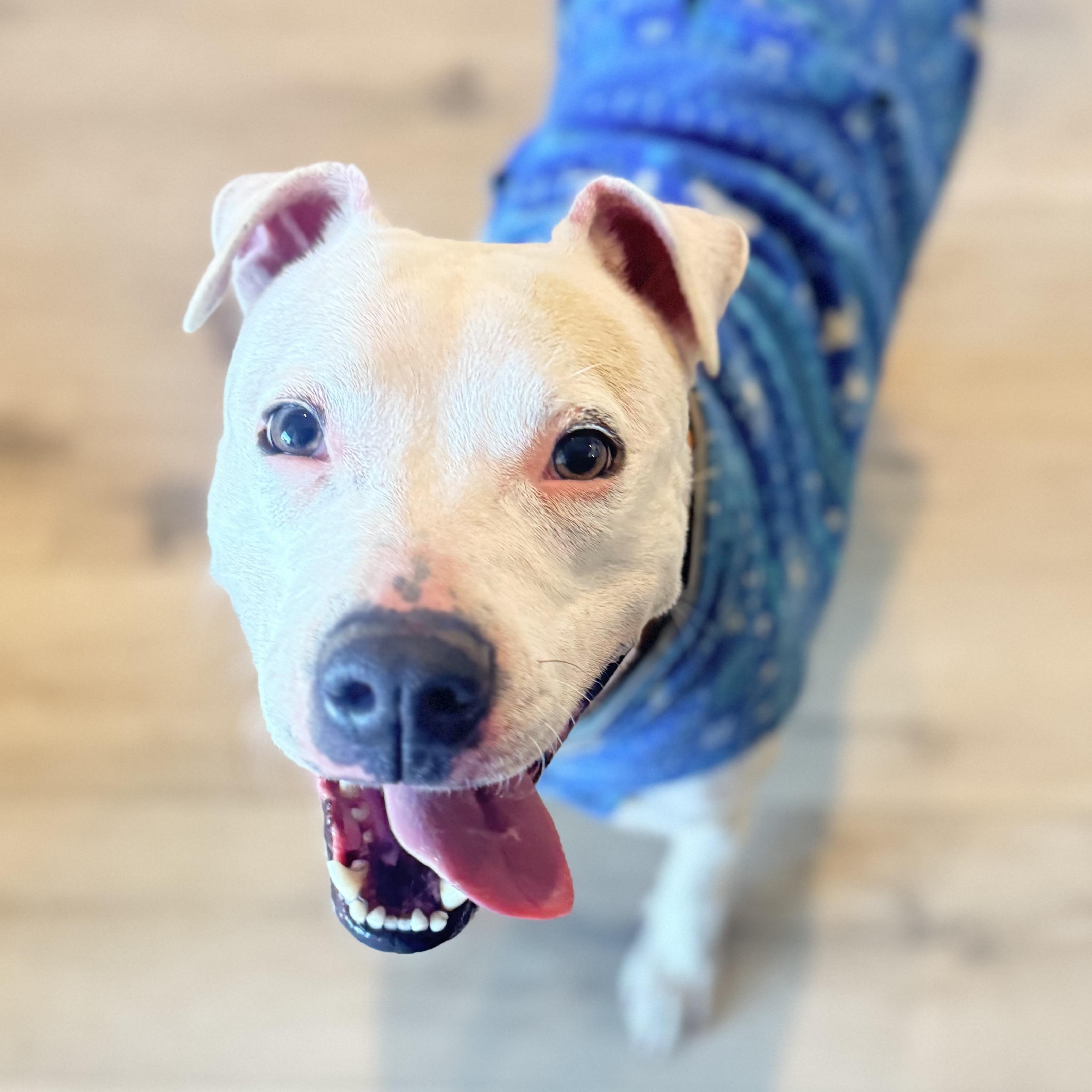Cookie, ADOPTABLE, Adult Female Pit Bull Terrier.