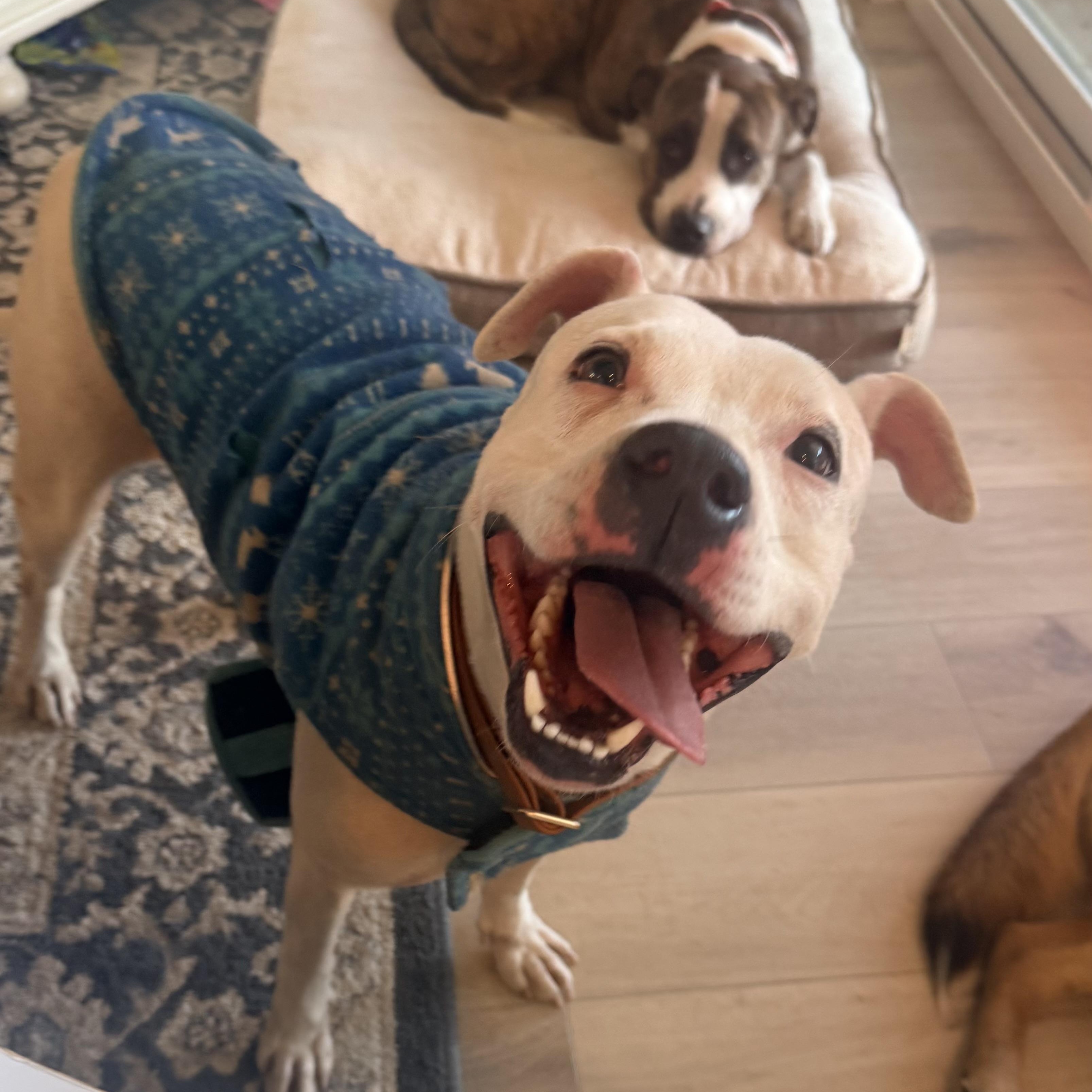 Cookie, a ADOPTABLE Pit Bull Terrier in Pottsboro, TX image 4/5