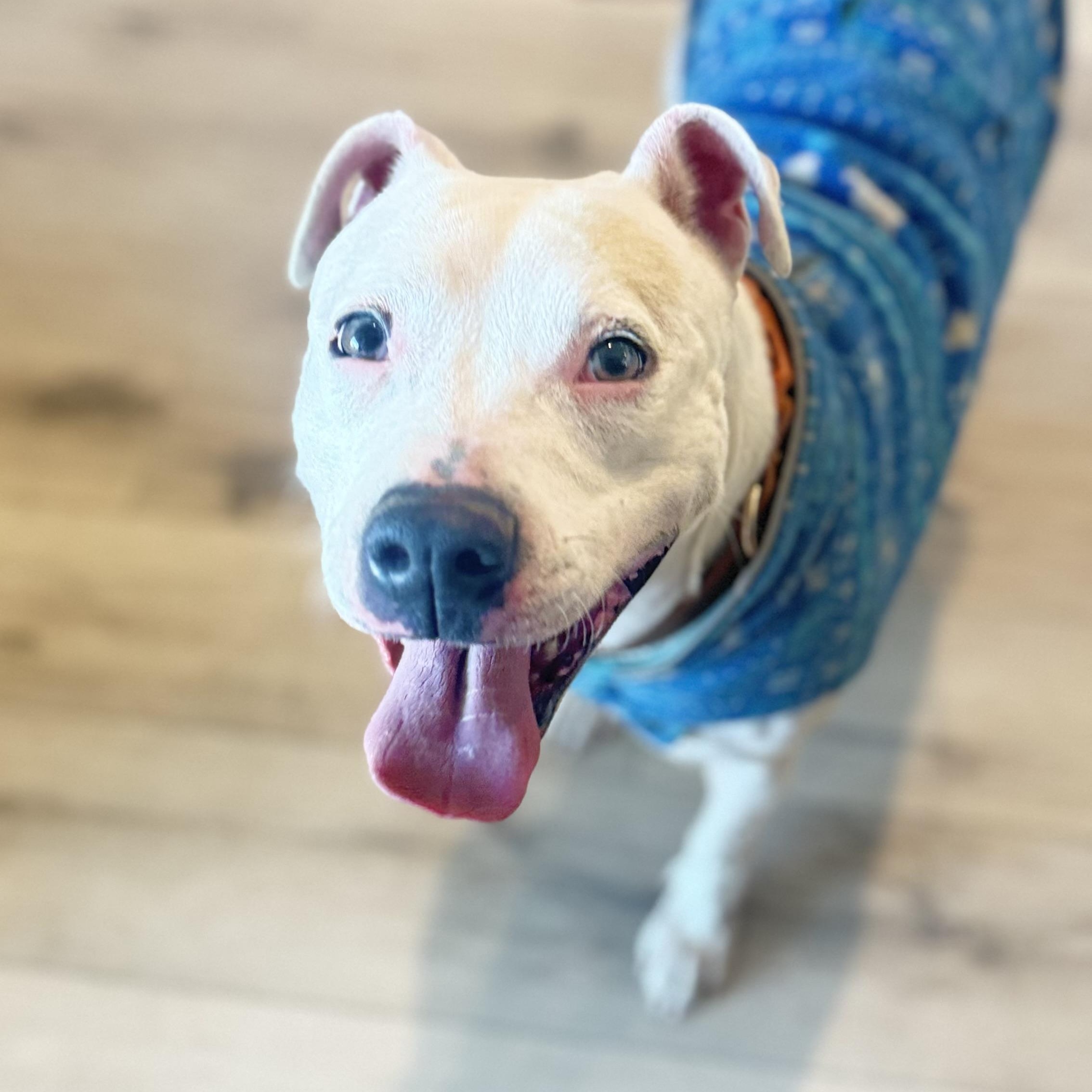 Cookie, a ADOPTABLE Pit Bull Terrier in Pottsboro, TX image 2/5