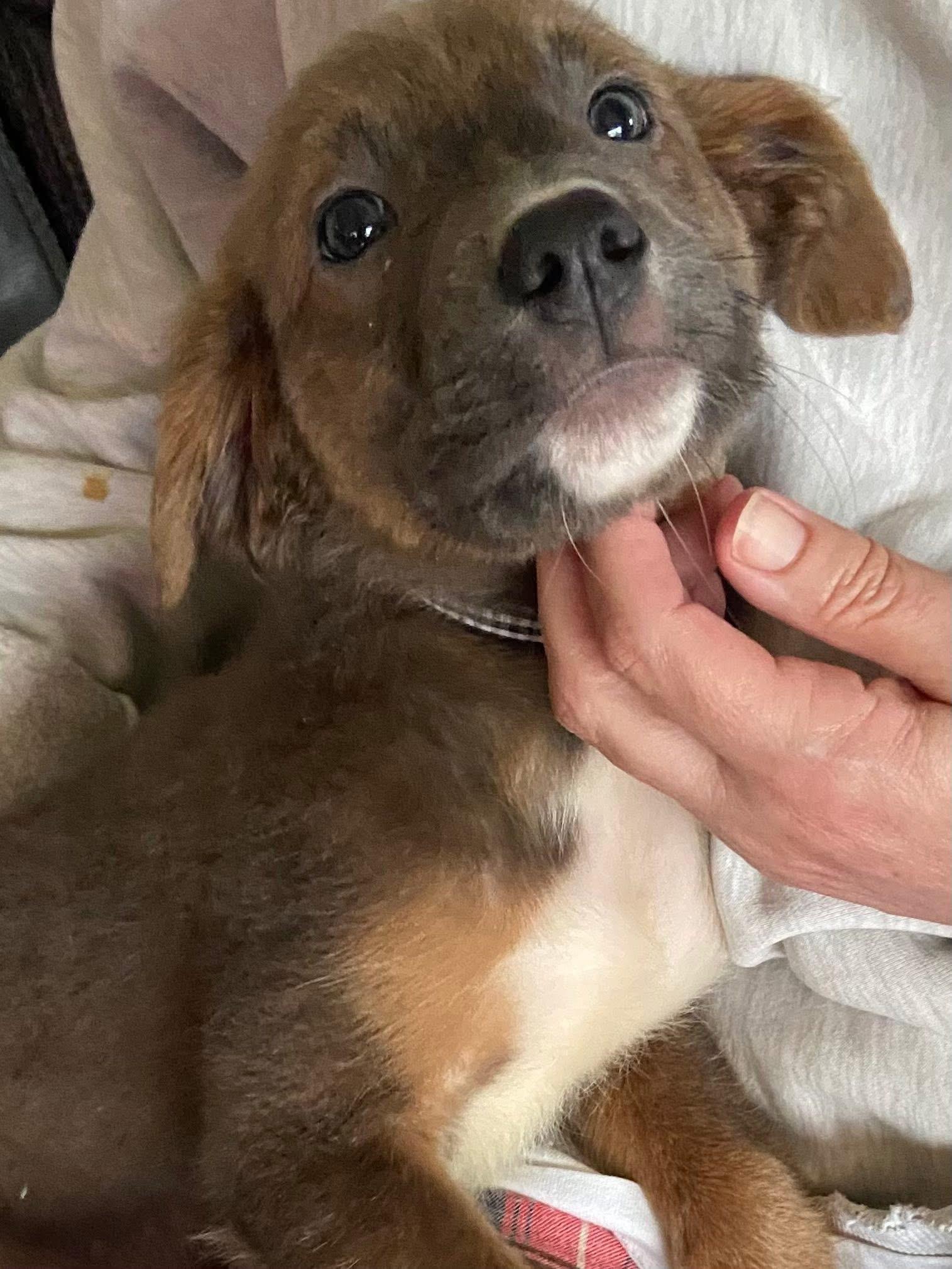 Enlarge Harlow the handsome mixed breed , an adopted mixed breed in Muskego, WI image 4/5