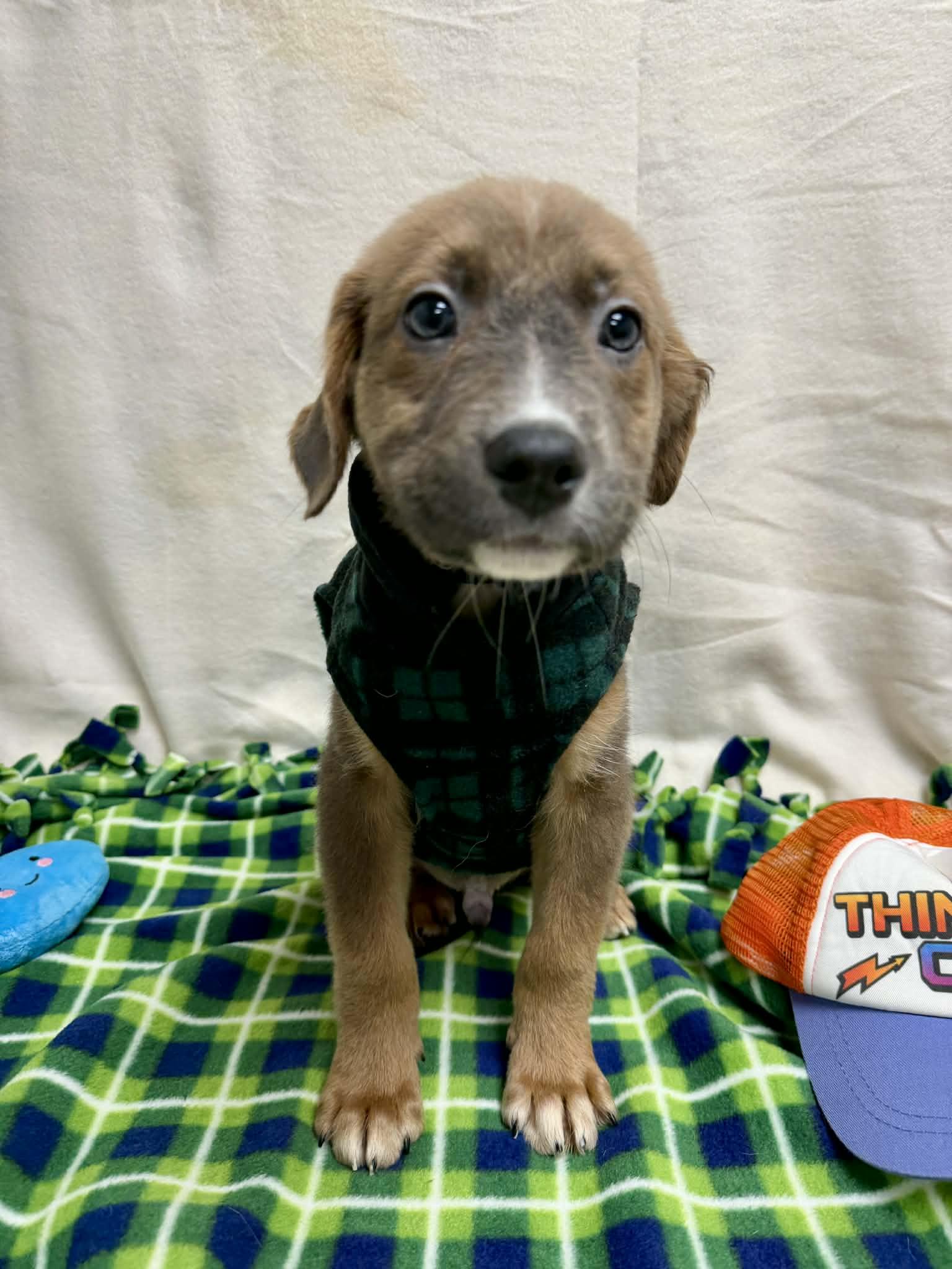 Enlarge Harlow the handsome mixed breed , an adopted mixed breed in Muskego, WI image 3/5