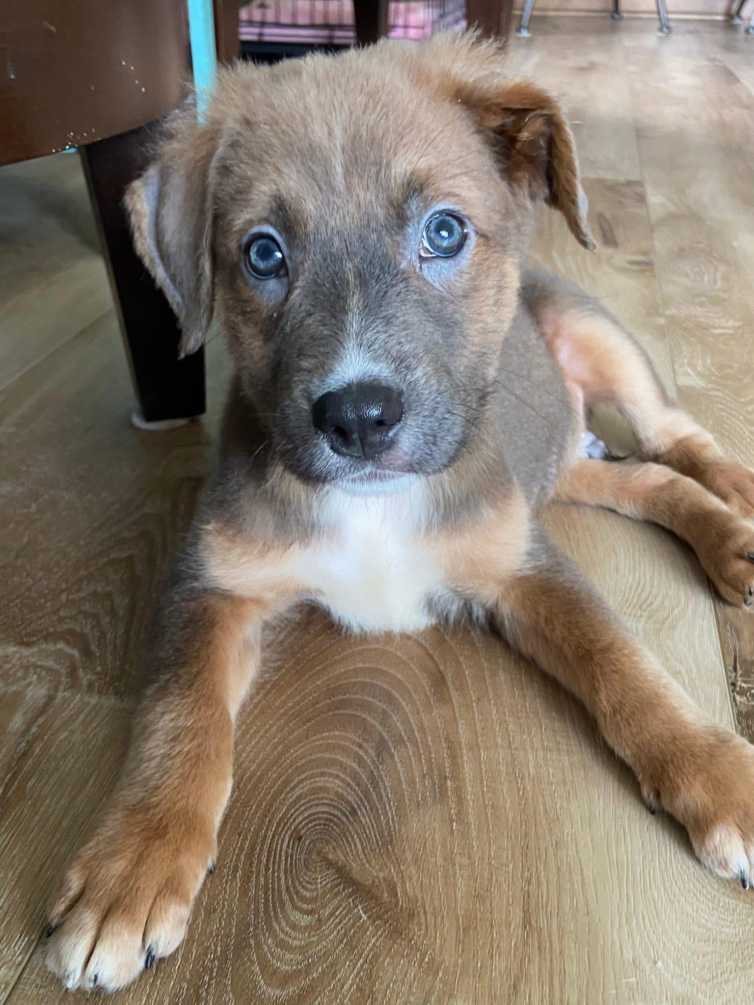 Enlarge Harlow the handsome mixed breed , an adopted mixed breed in Muskego, WI image 2/5