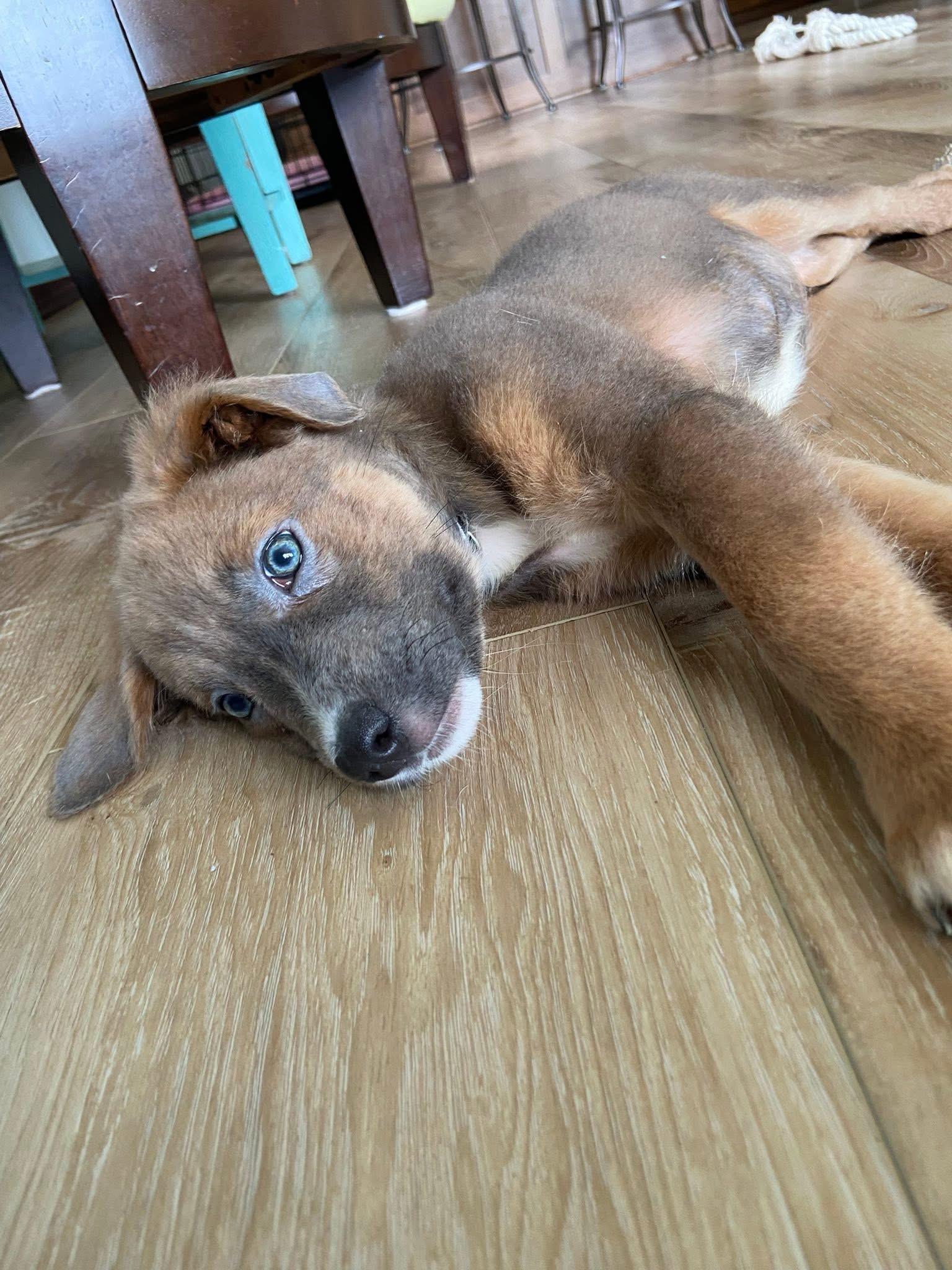 Enlarge Harlow the handsome mixed breed , an adopted mixed breed in Muskego, WI image 5/5