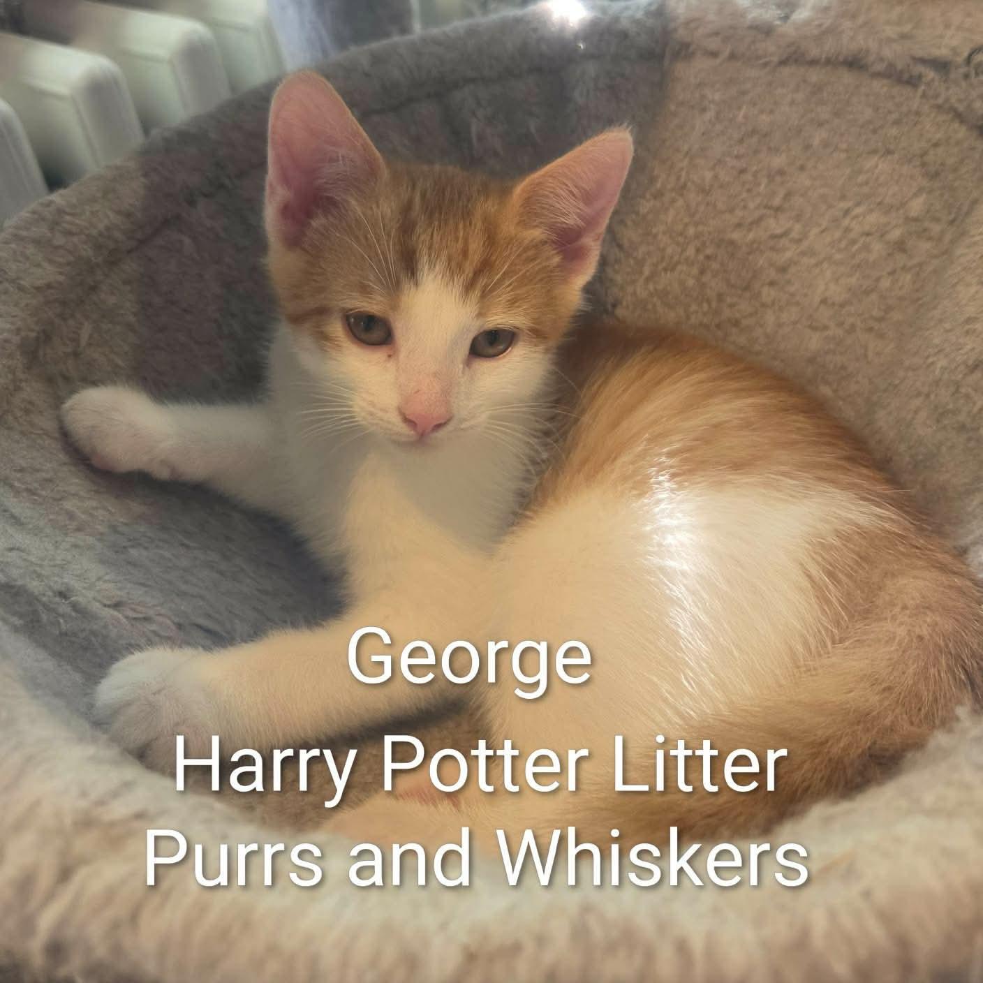 Enlarge George, a Adoptable Domestic Short Hair in New Hartford, NY image 1/1
