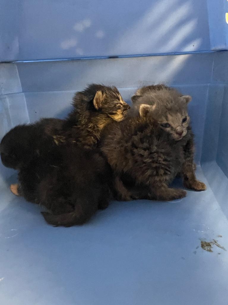 Echo, Adoptable, Kitten Male Domestic Short Hair.
