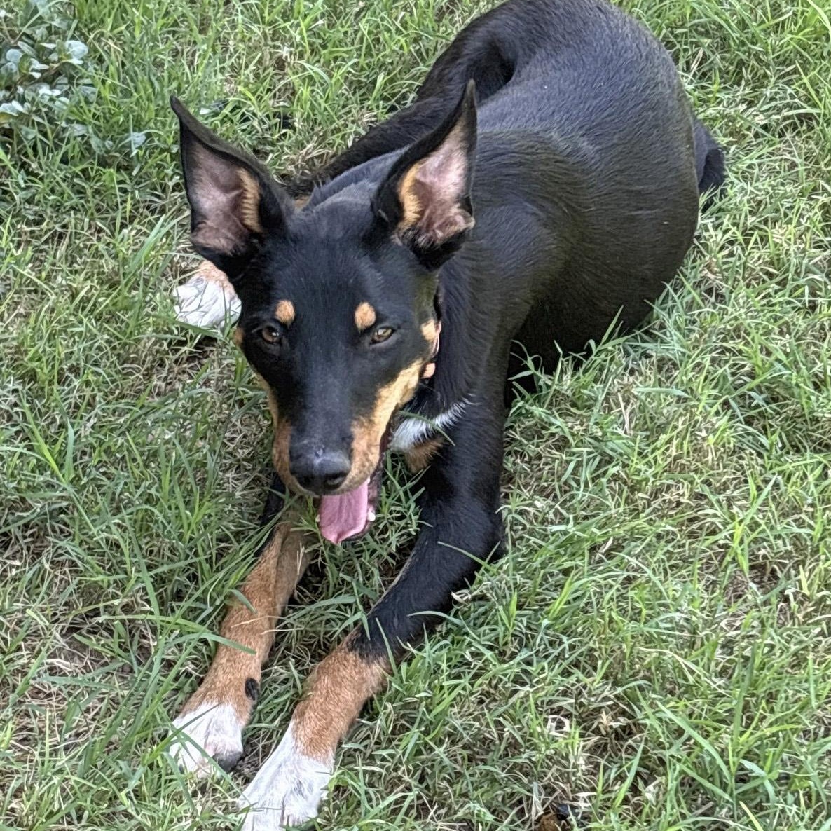 Sweetheart, a ADOPTABLE mixed breed in Marfa, TX image 4/6