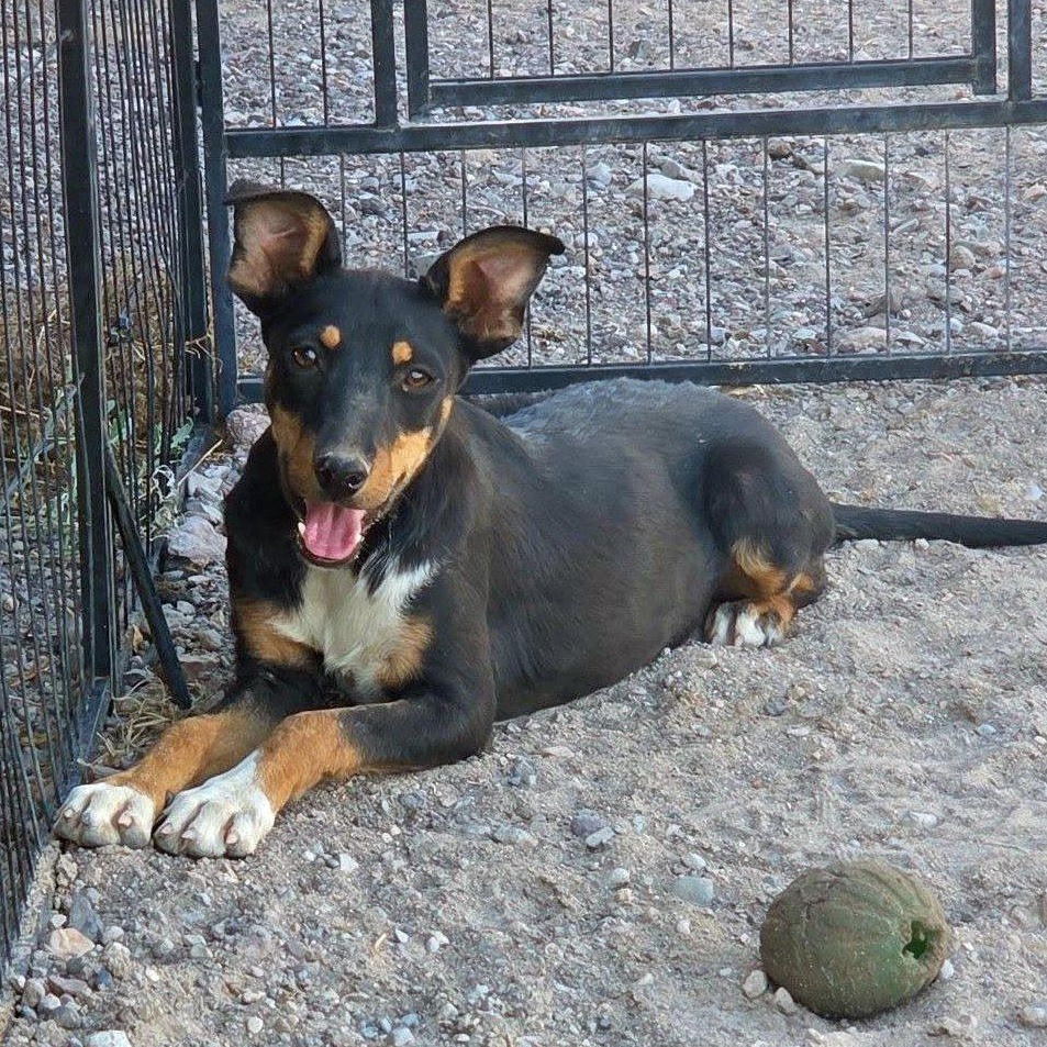 Sweetheart, a ADOPTABLE mixed breed in Marfa, TX image 2/6