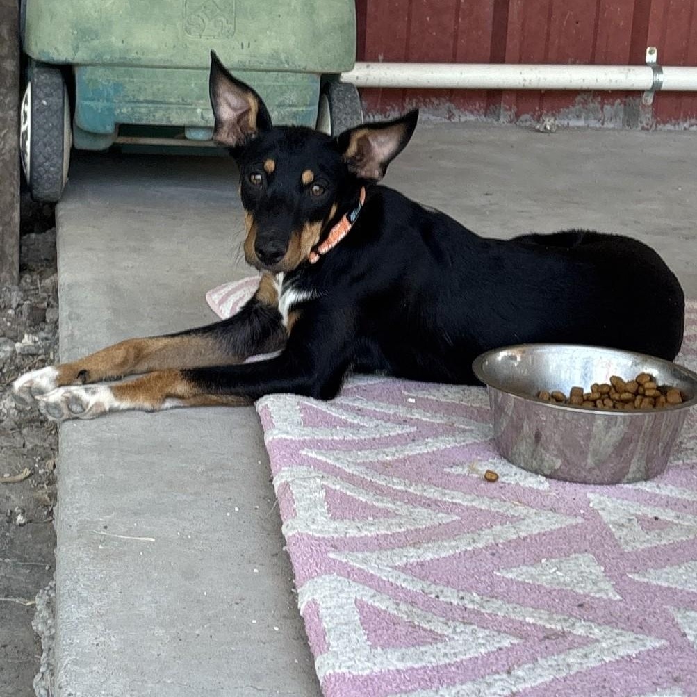 Sweetheart, a ADOPTABLE mixed breed in Marfa, TX image 3/6